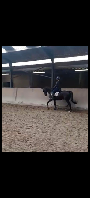 bwp dressuurpaard ruin 8 years old zwart for sale - Photo 3
