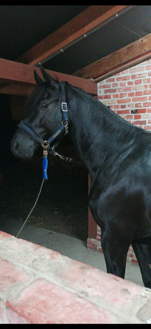 bwp dressuurpaard ruin 8 years old zwart for sale - Photo 2