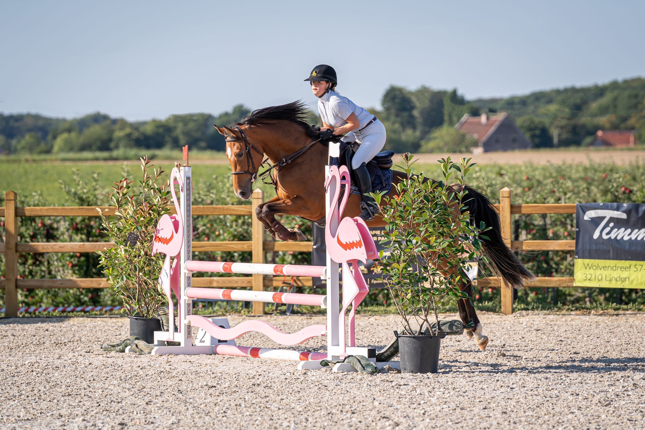 zangersheide fokmerrie merrie 16 years old bruin for sale - Photo 4