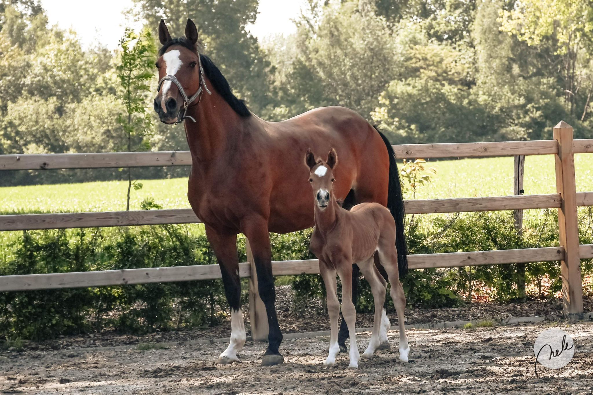 High-quality broodmare with proven bloodline for sale