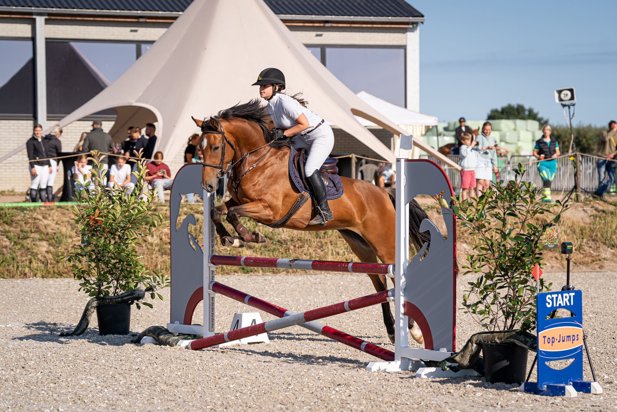 zangersheide fokmerrie merrie 16 years old bruin for sale - Photo 3