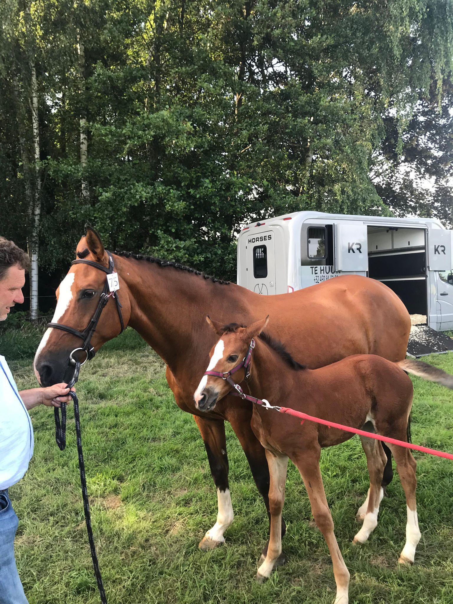 zangersheide fokmerrie merrie 16 years old bruin for sale - Photo 6