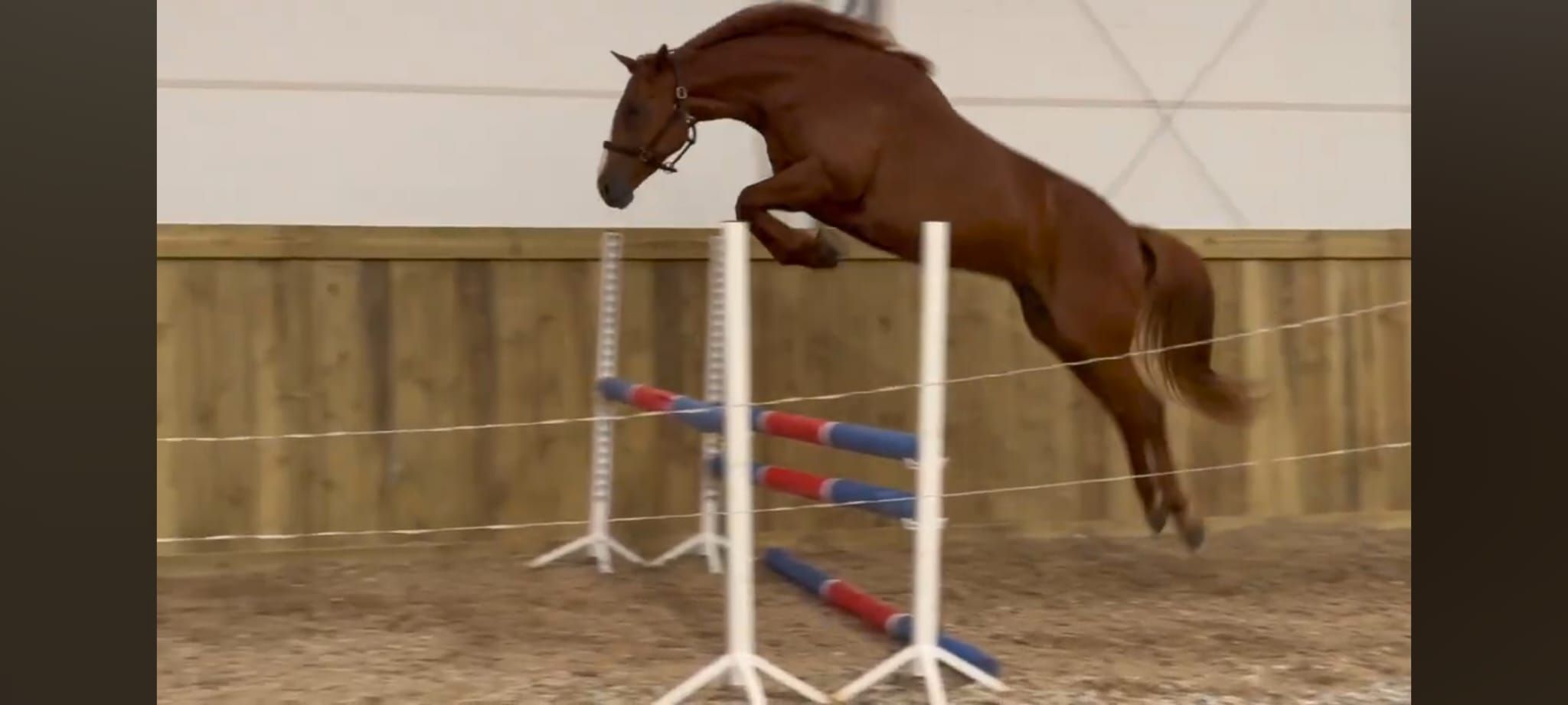 ander allrounder merrie 7 años vos en venta - Foto 4