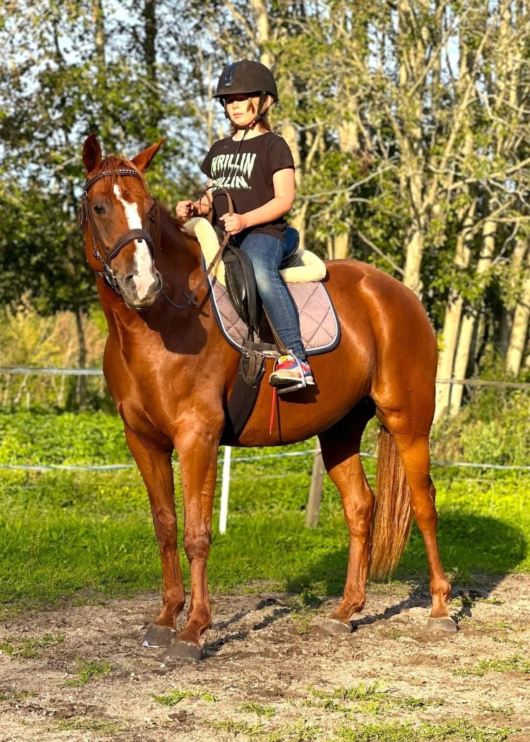 Queen Josephine von Kaldala (“Queenie”) – égua ESH versátil, 2019, ±160 cm
