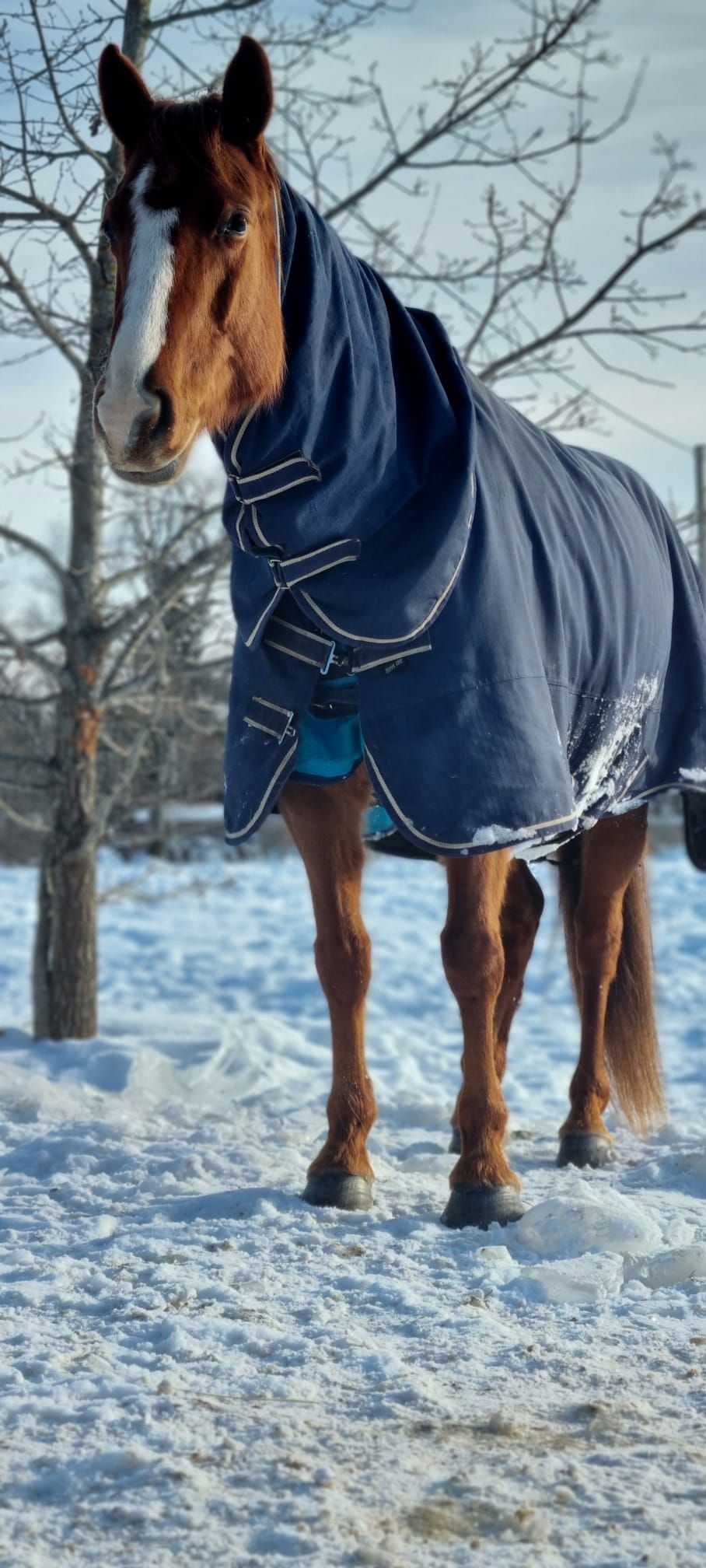 ander allrounder merrie 7 años vos en venta - Foto 3