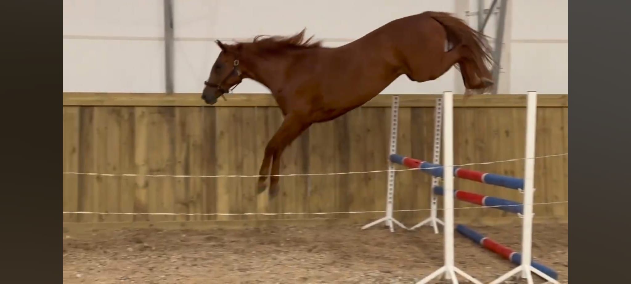 ander allrounder merrie 7 años vos en venta - Foto 5