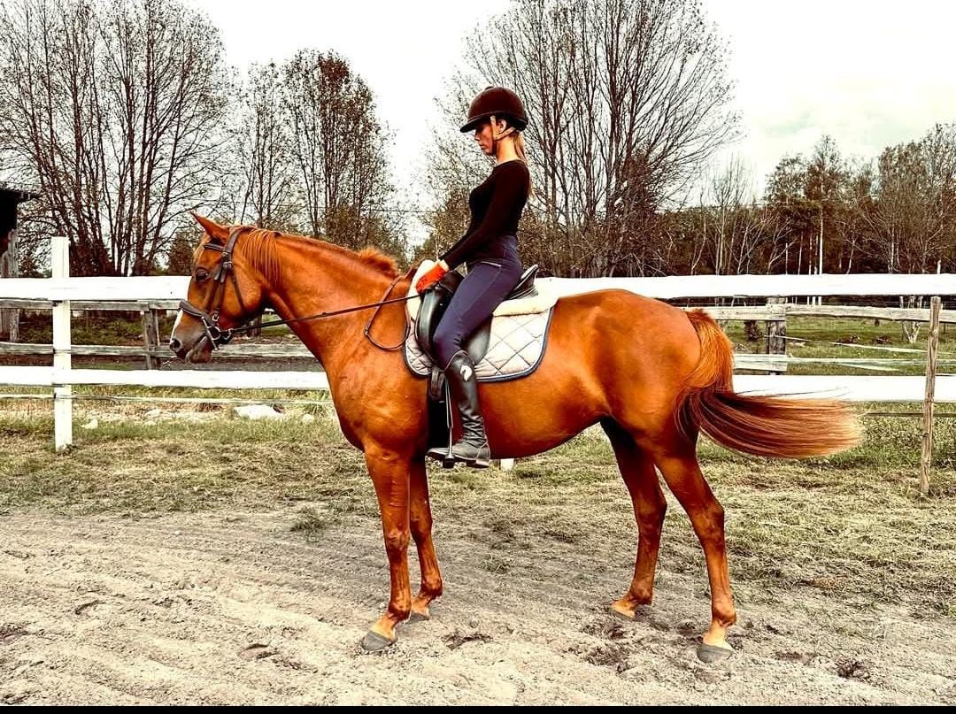 ander allrounder merrie 7 años vos en venta - Foto 2