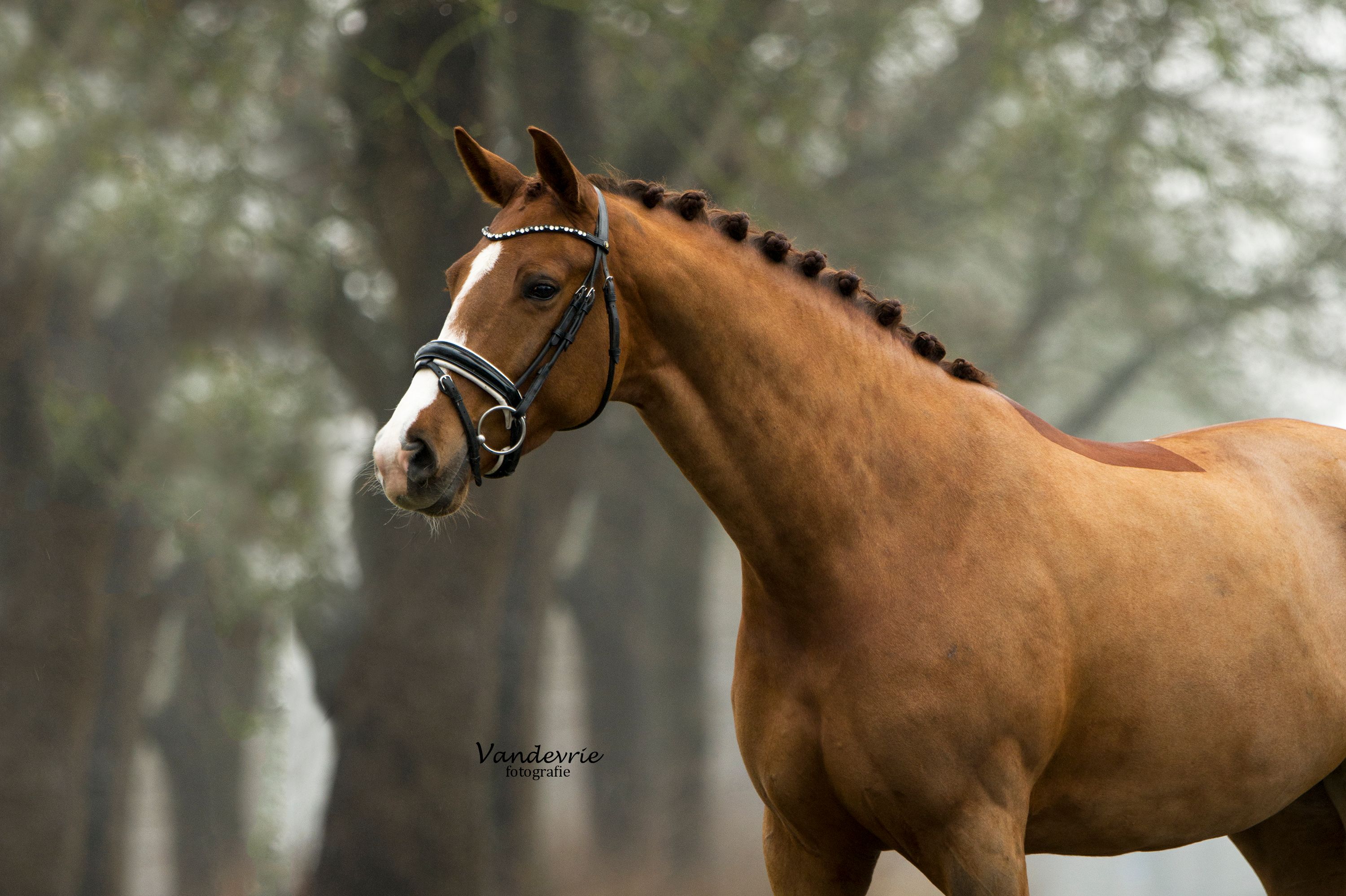 調教済みの馬場馬術用牝馬 5歳