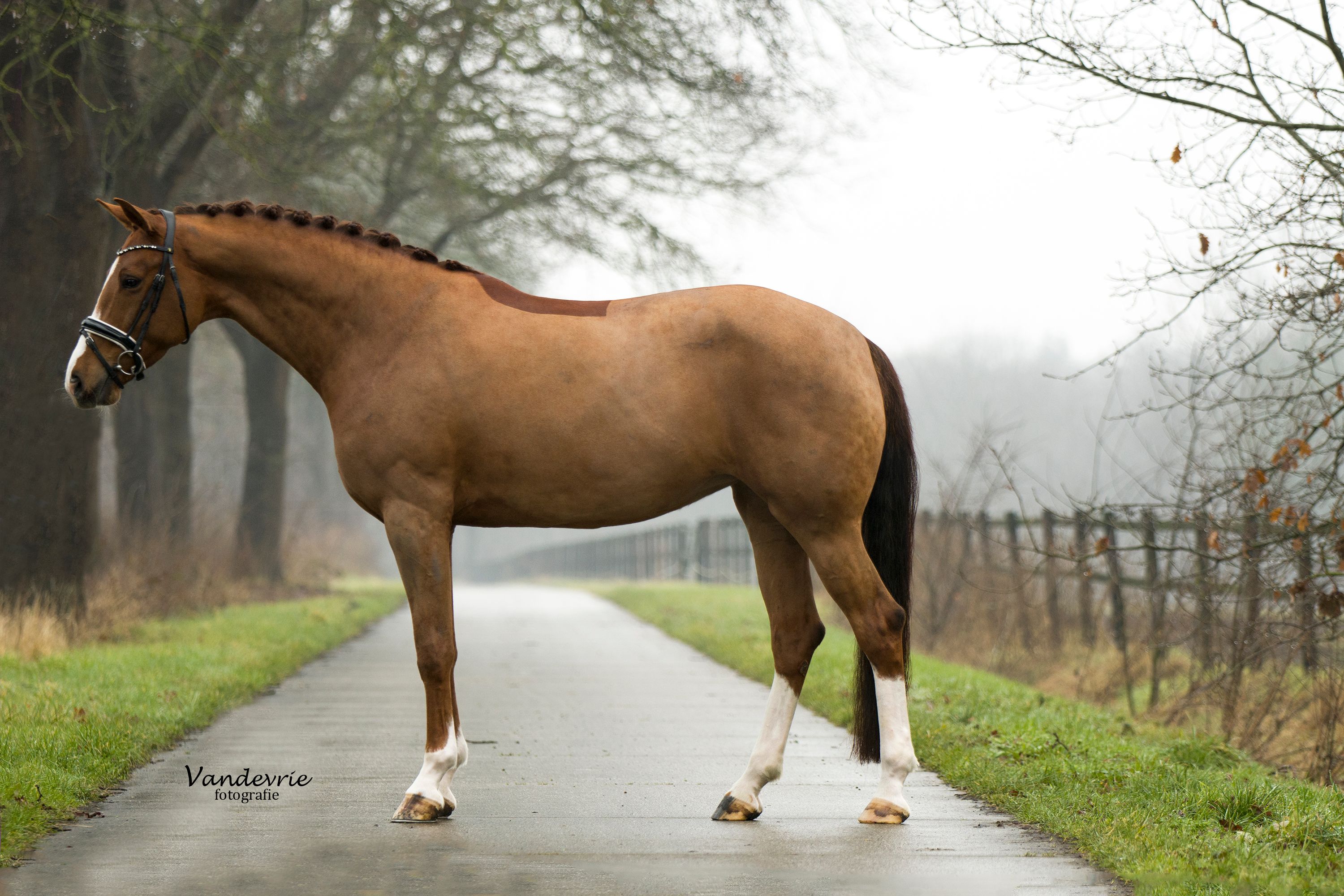 kwpn dressuurpaard merrie 5 歳 vos 売り出し中 - 写真 2