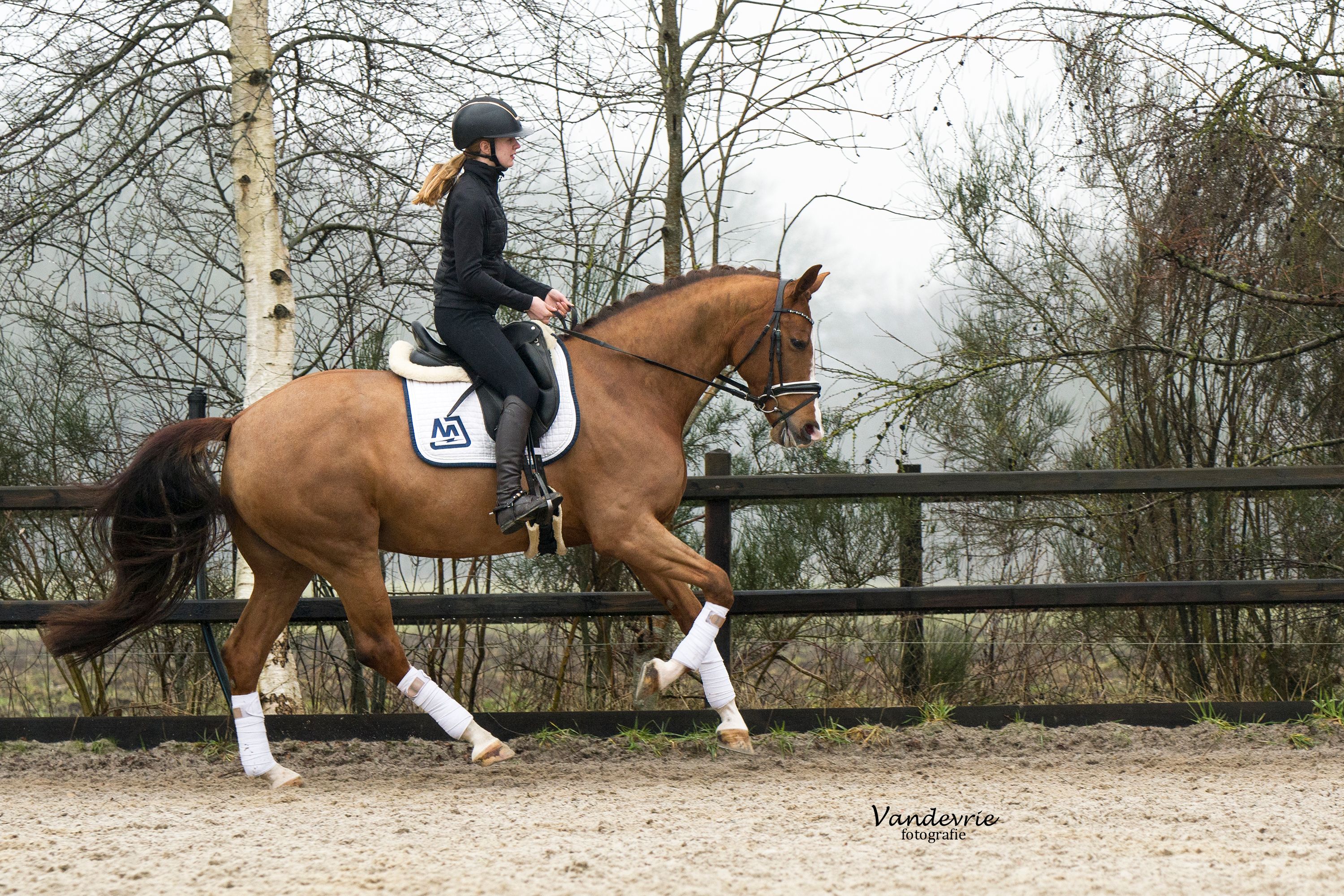 kwpn dressuurpaard merrie 5 歳 vos 売り出し中 - 写真 3