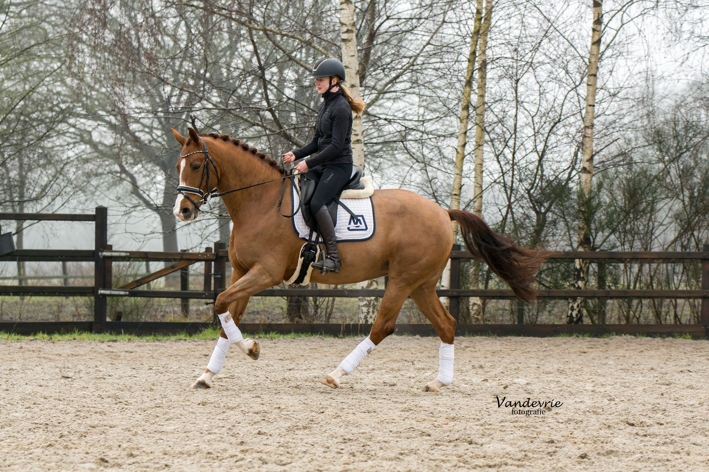 kwpn dressuurpaard merrie 5 歳 vos 売り出し中 - 写真 4