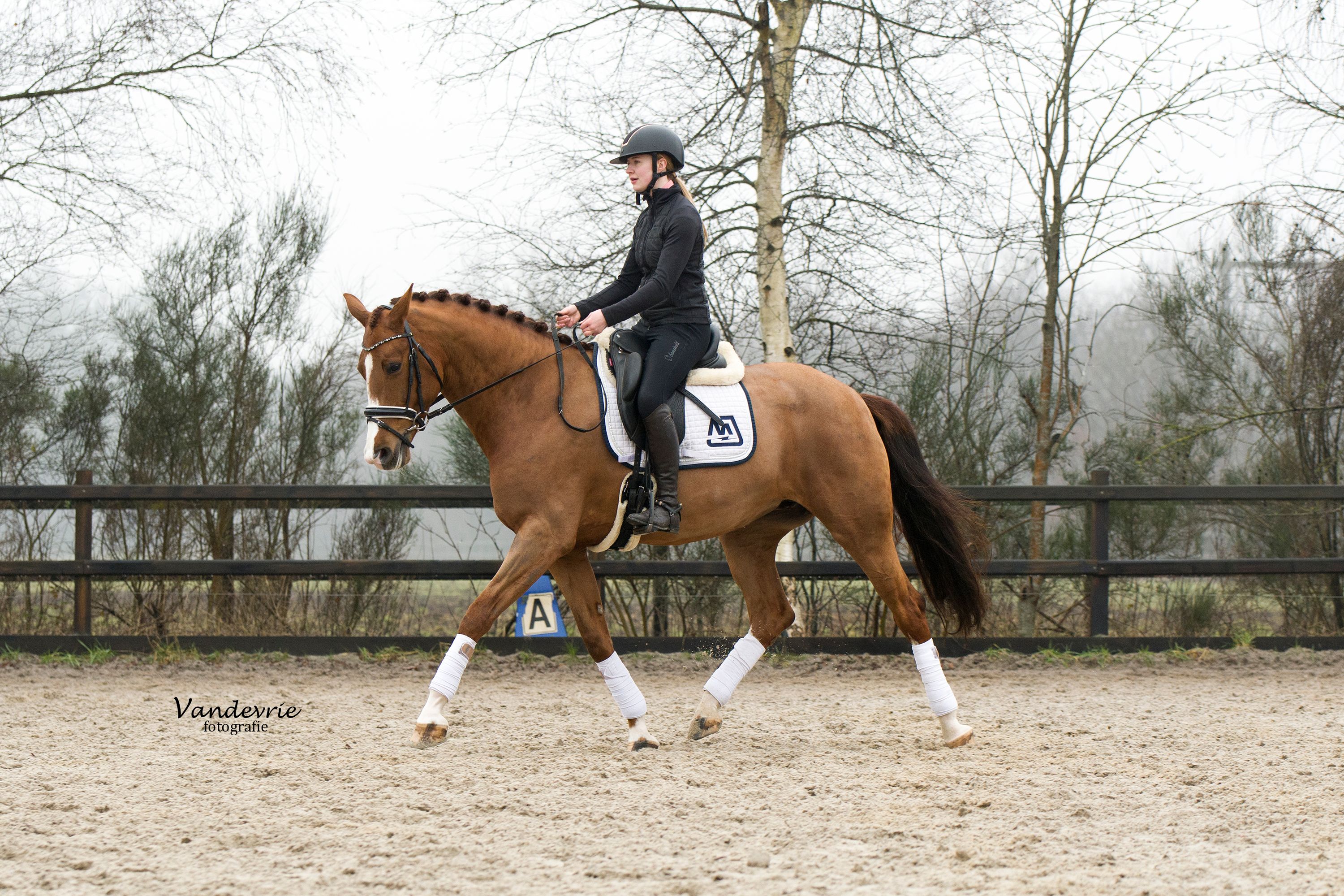 kwpn dressuurpaard merrie 5 歳 vos 売り出し中 - 写真 5