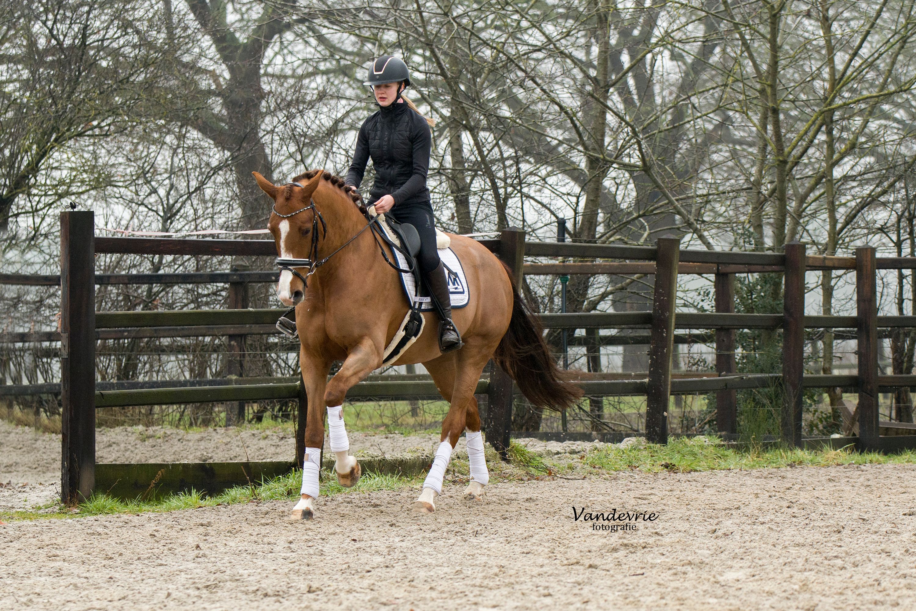 kwpn dressuurpaard merrie 5 歳 vos 売り出し中 - 写真 6