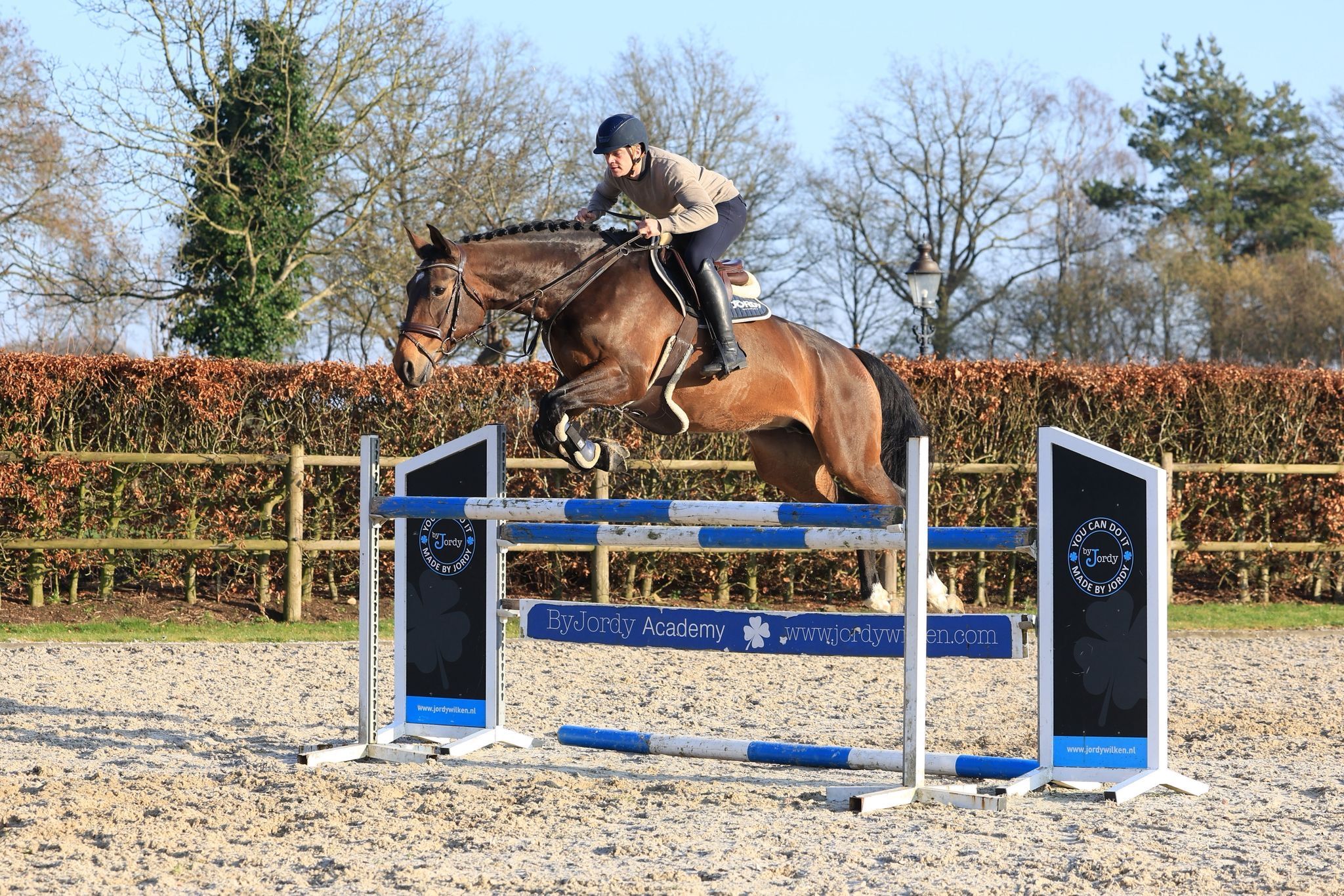 kwpn allrounder merrie 9 år bruin till salu - Foto 4