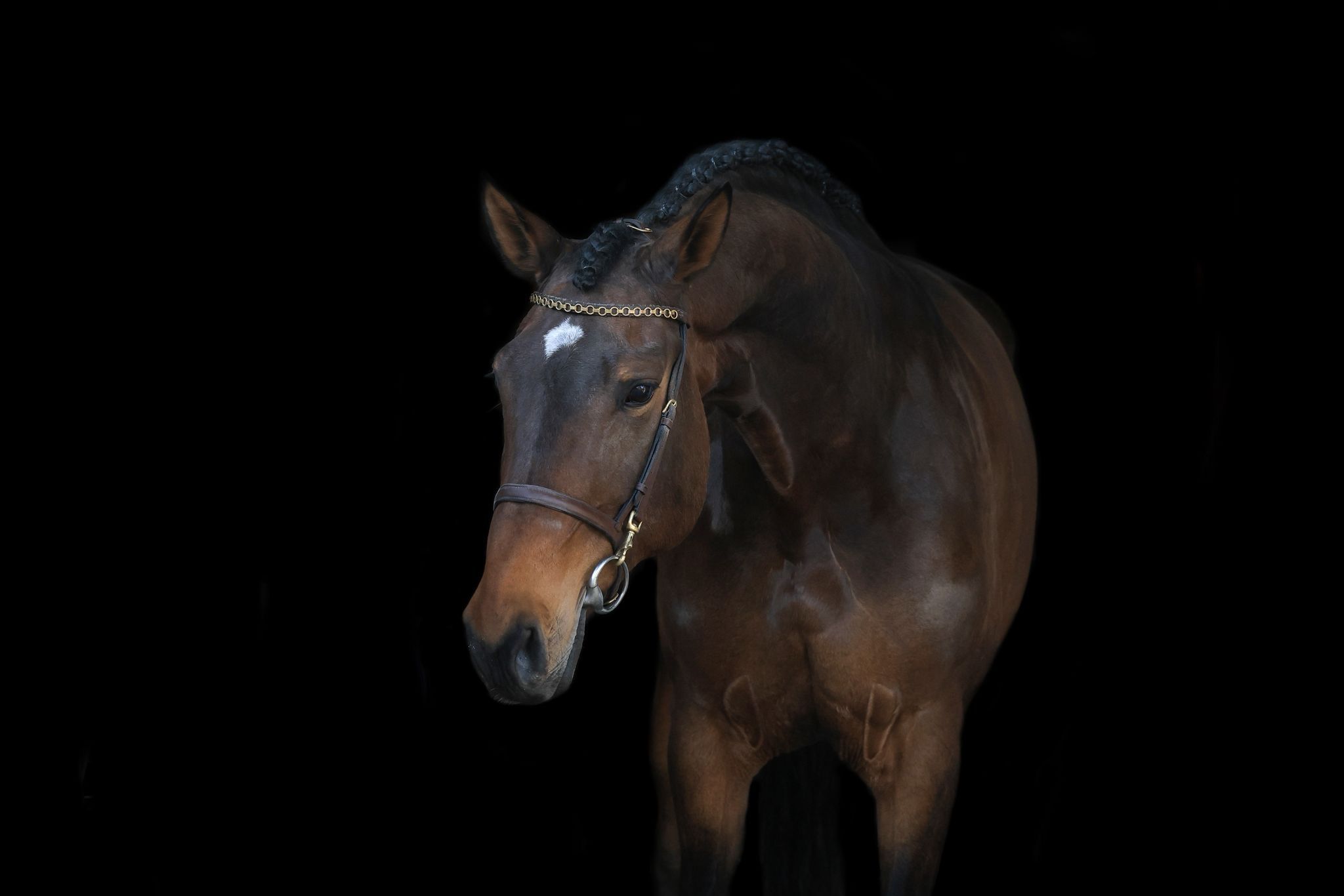 kwpn allrounder merrie 9 år bruin till salu - Foto 3
