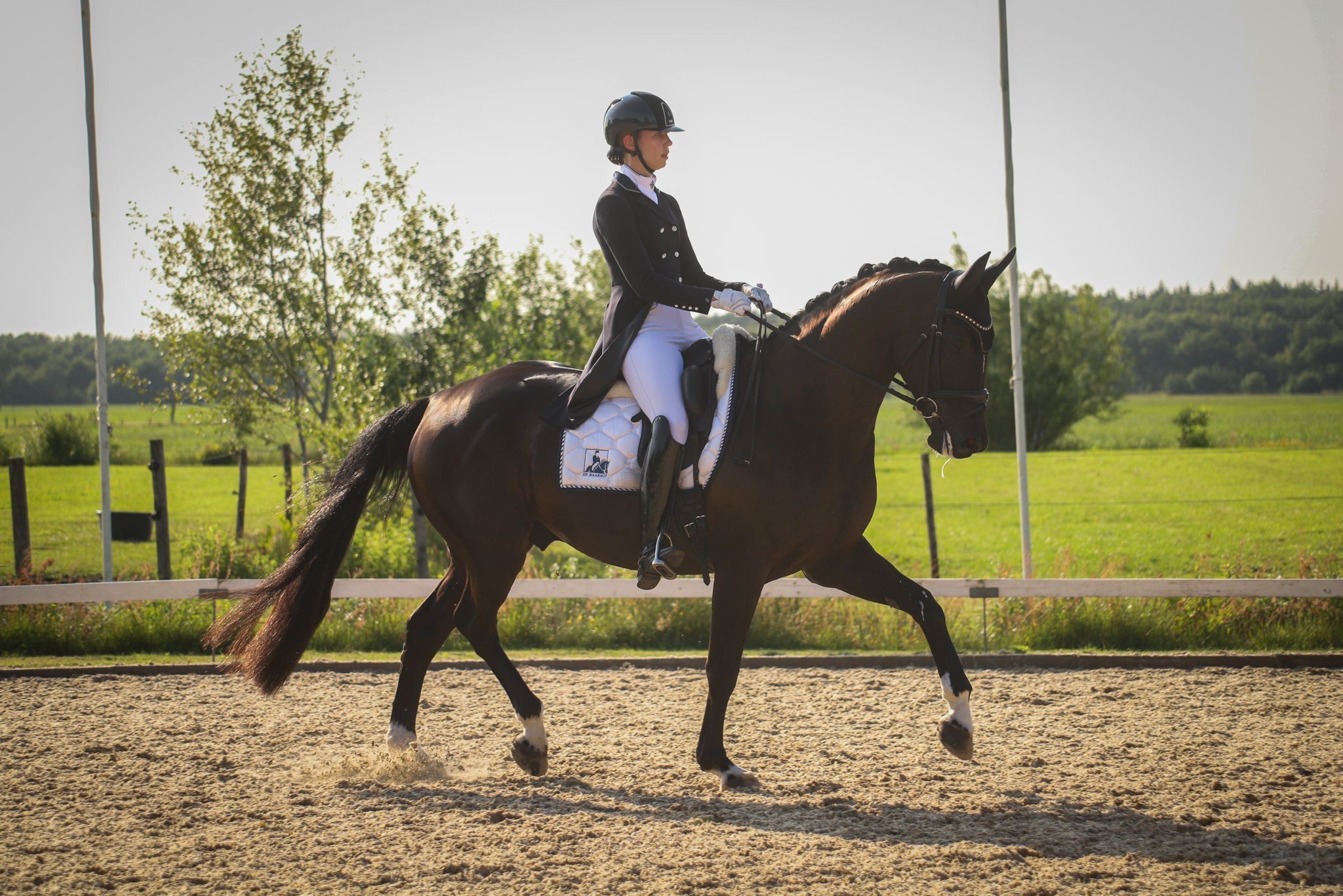 kwpn dressuurpaard ruin 12 years old zwart for sale - Main photo