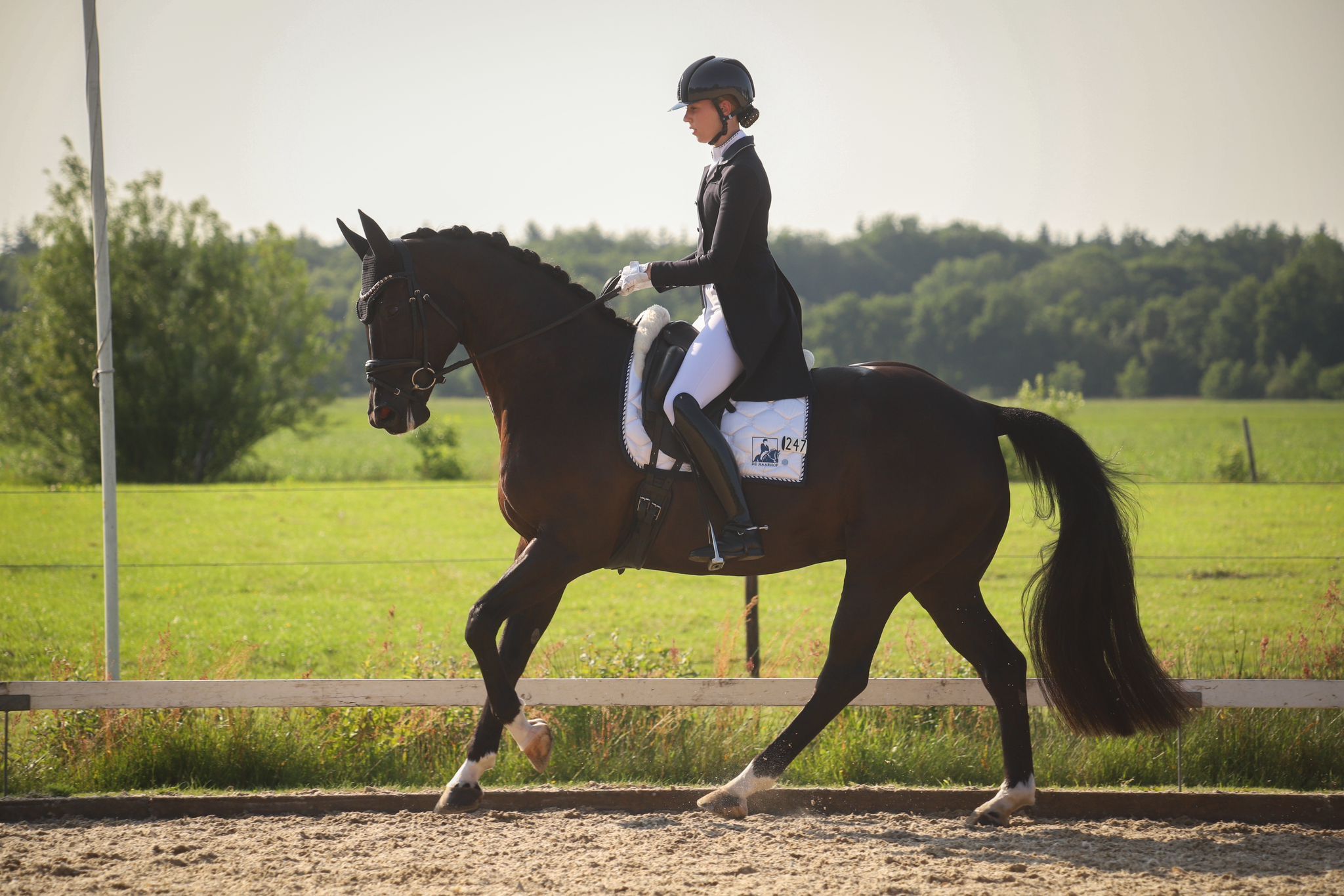 kwpn dressuurpaard ruin 12 years old zwart for sale - Photo 3