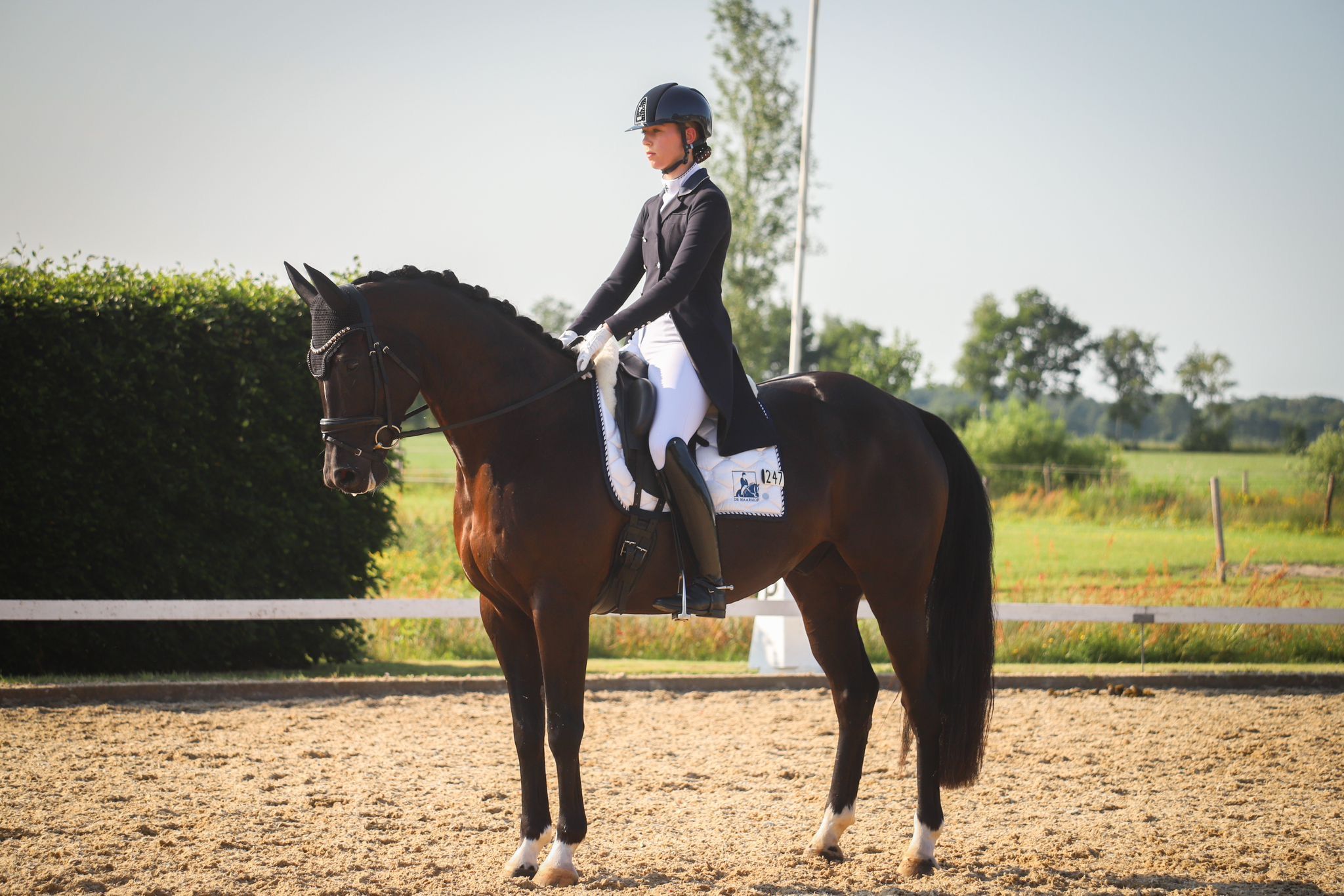 kwpn dressuurpaard ruin 12 years old zwart for sale - Photo 4