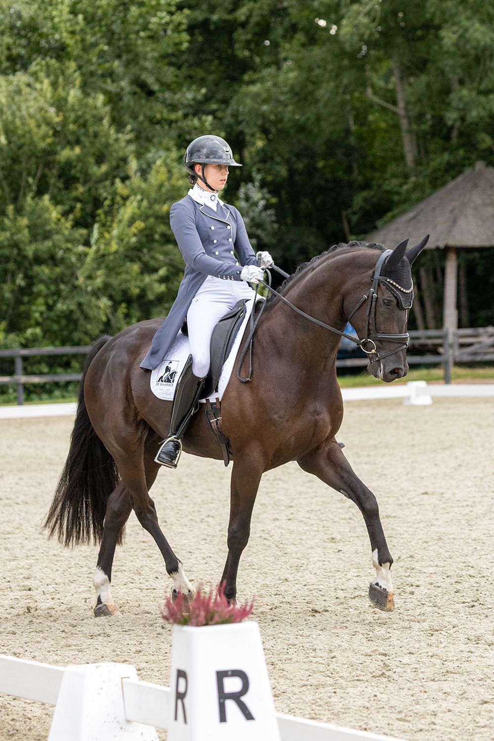 kwpn dressuurpaard ruin 12 years old zwart for sale - Photo 6