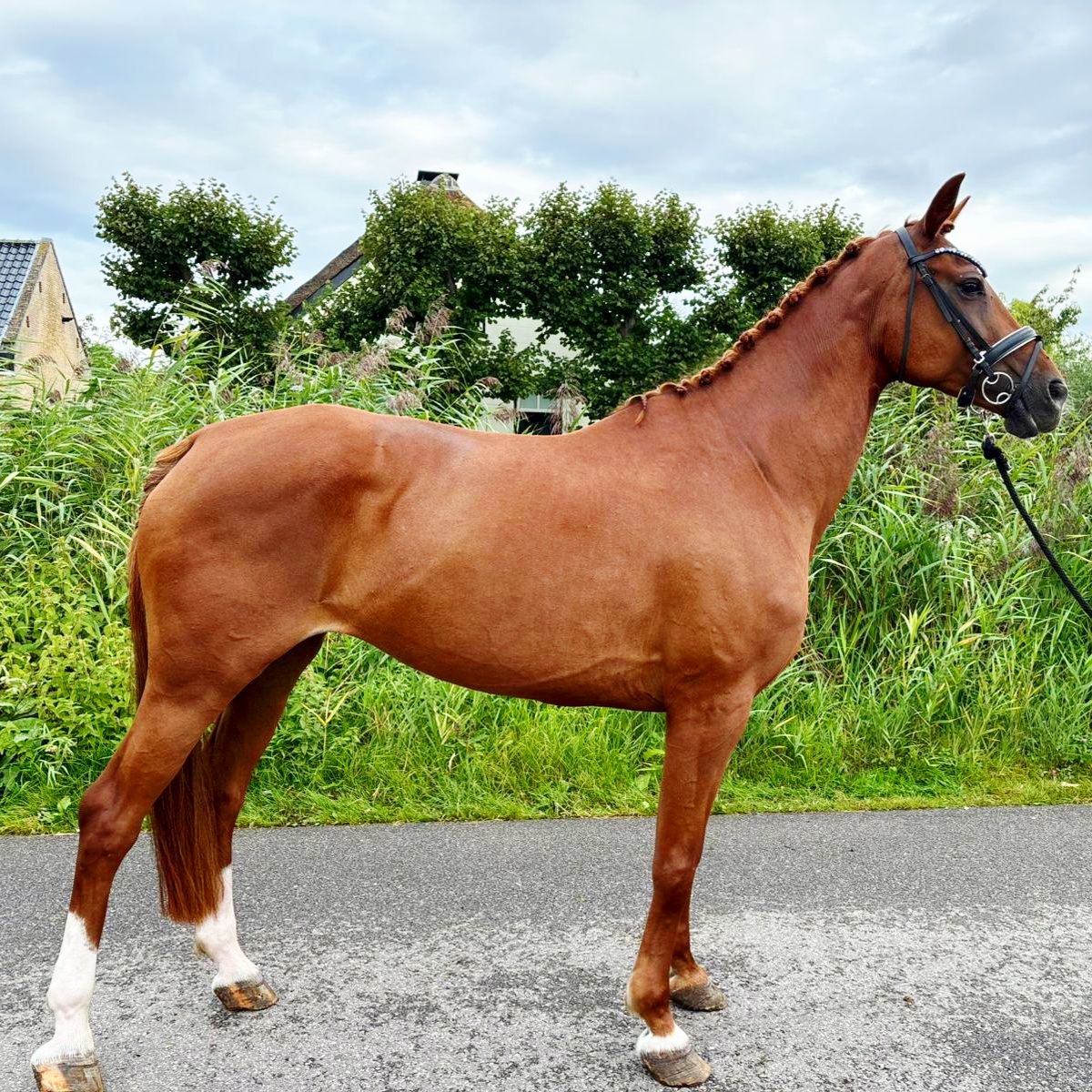 kwpn dressuurpaard merrie 9 years old vos for sale - Photo 2