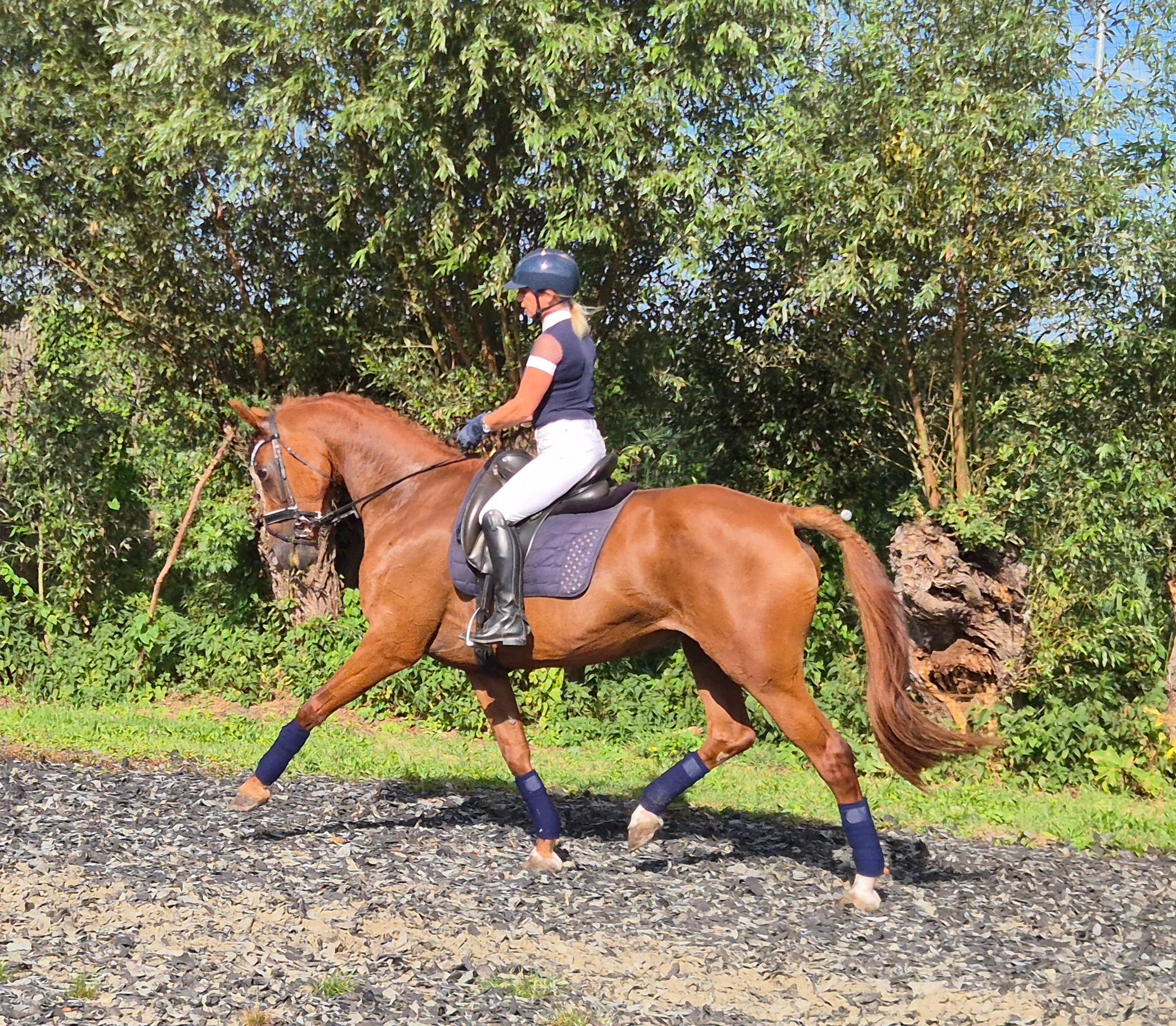 kwpn dressuurpaard merrie 9 years old vos for sale - Photo 3