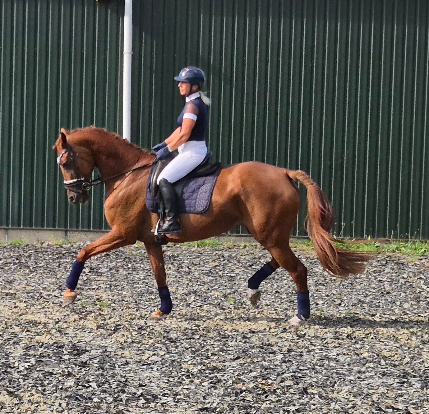 kwpn dressuurpaard merrie 9 years old vos for sale - Photo 6