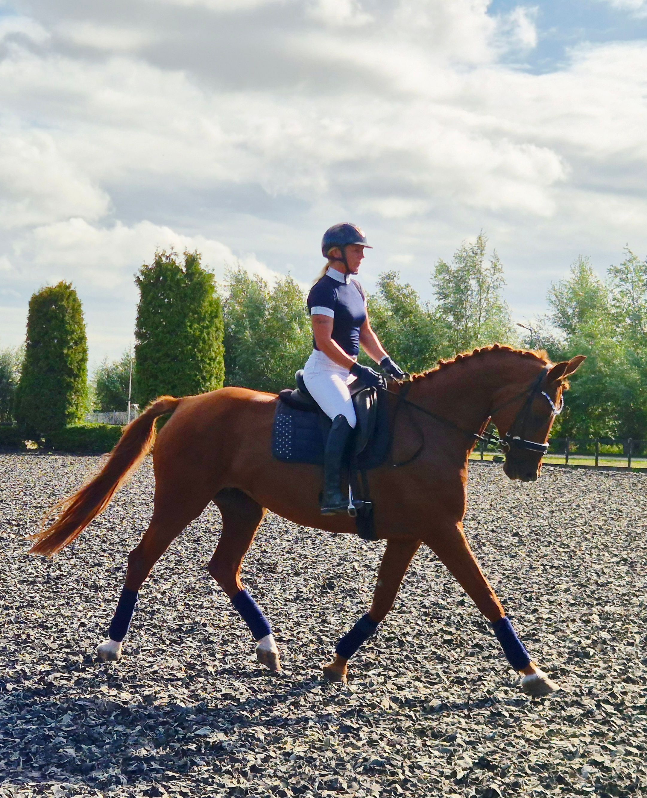 kwpn dressuurpaard merrie 9 years old vos for sale - Photo 5