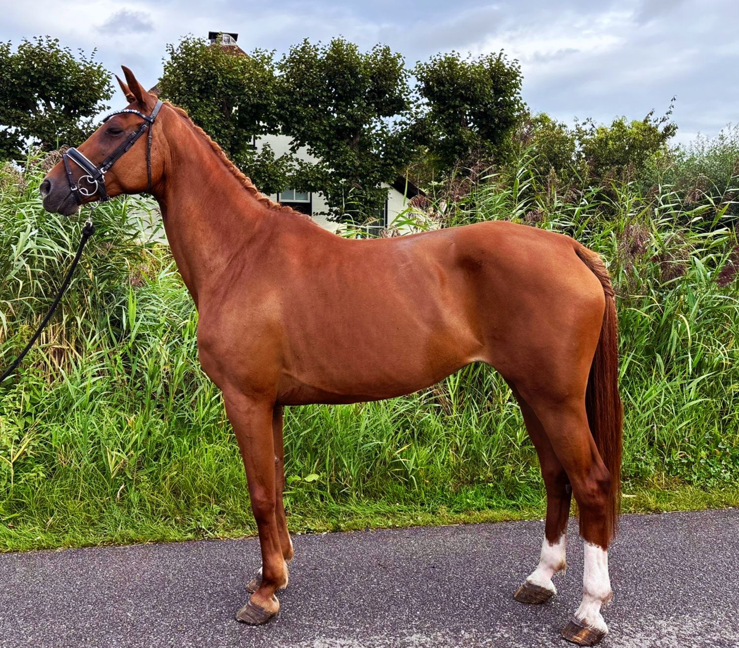 kwpn dressuurpaard merrie 9 years old vos for sale - Main photo