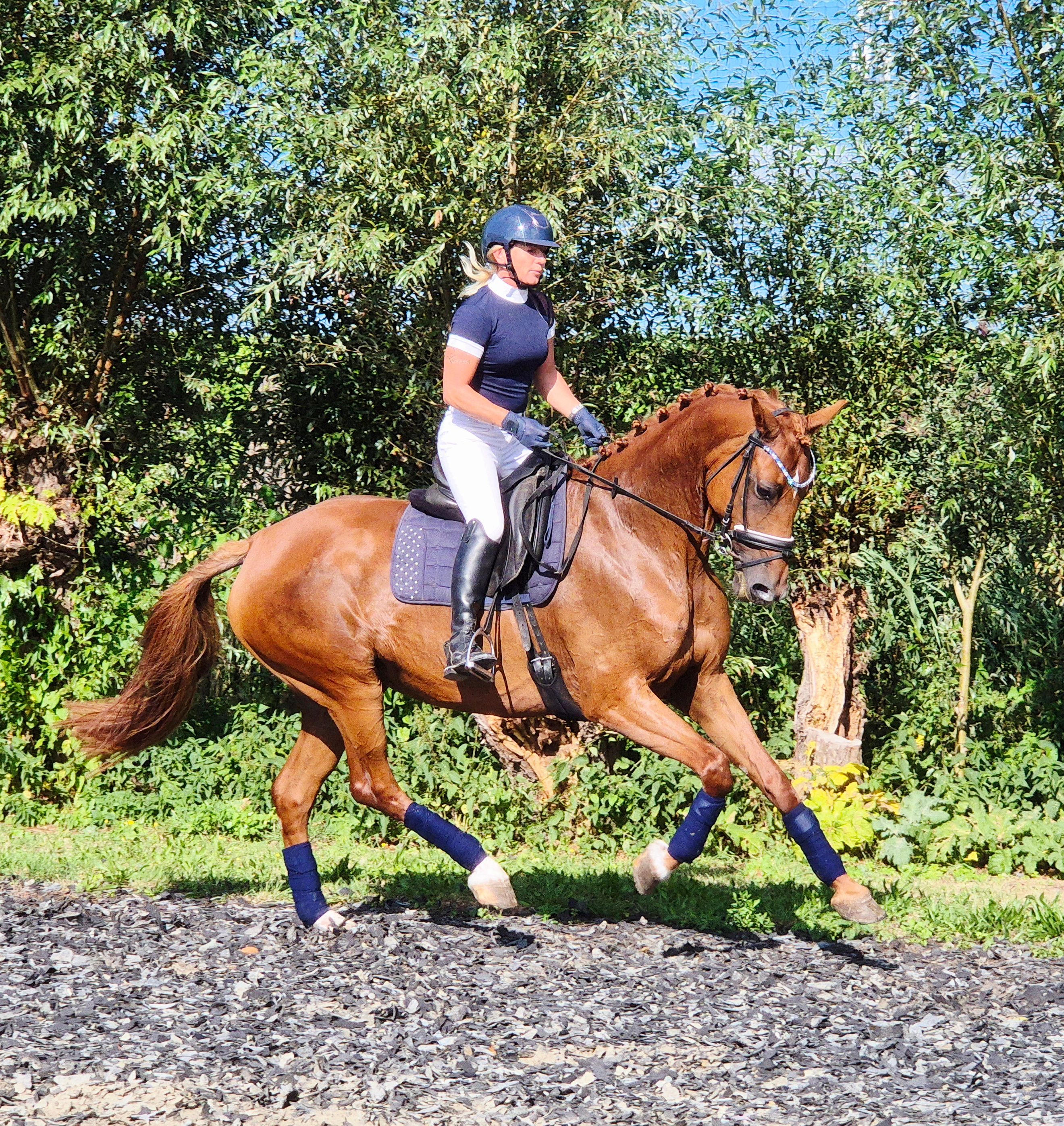 kwpn dressuurpaard merrie 9 years old vos for sale - Photo 4