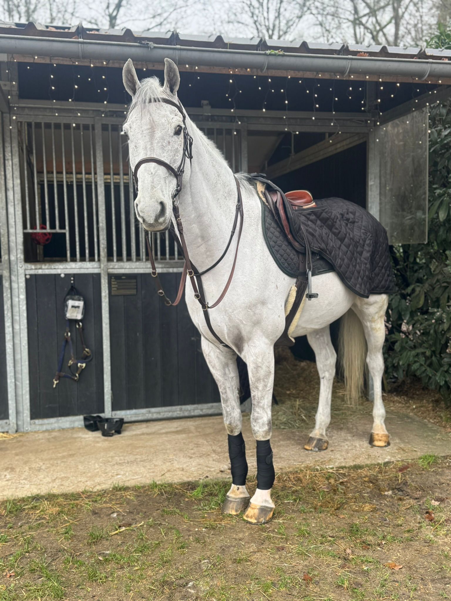 kwpn springpaard ruin 15 years old schimmel for sale - Photo 2