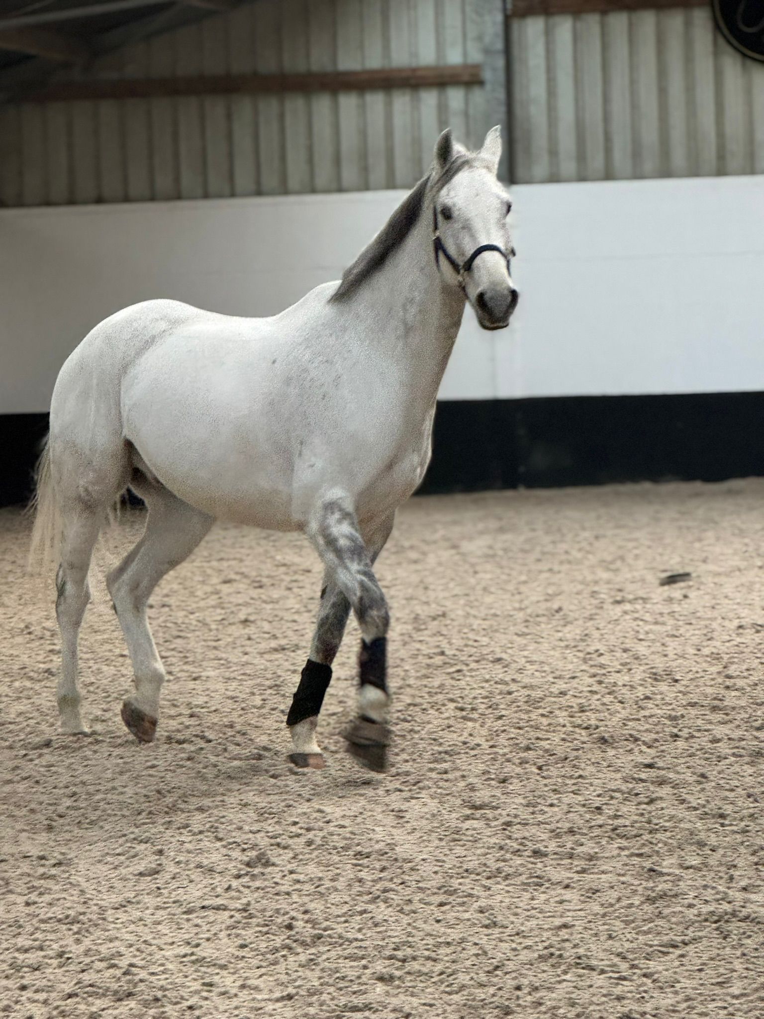 kwpn springpaard ruin 15 years old schimmel for sale - Photo 4