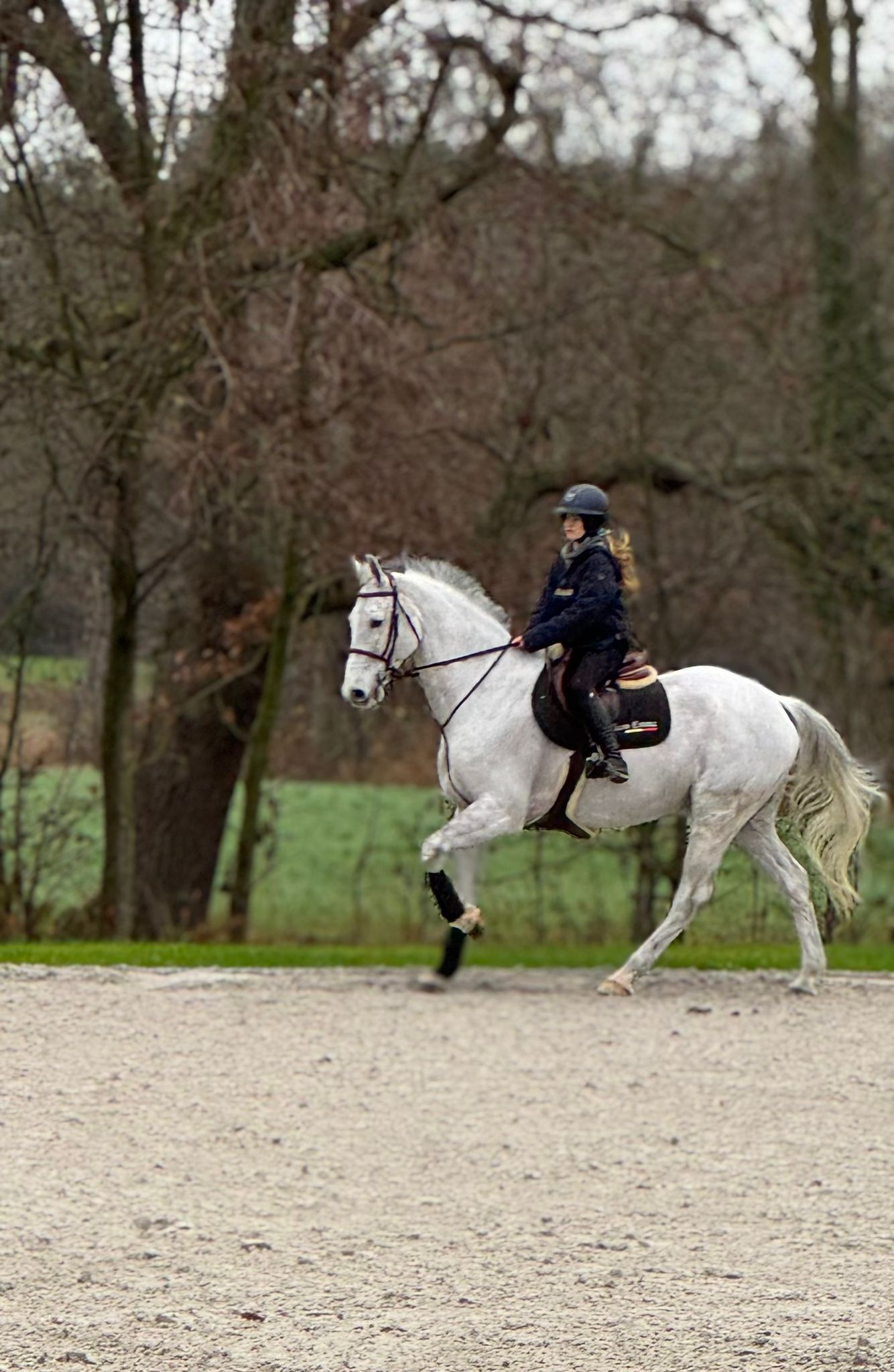kwpn springpaard ruin 15 years old schimmel for sale - Main photo