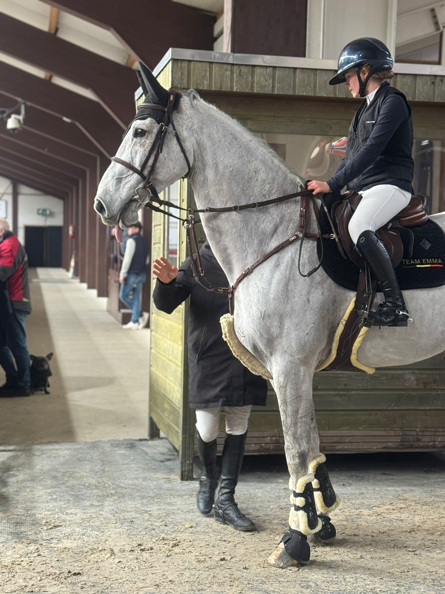 kwpn springpaard ruin 15 years old schimmel for sale - Photo 5