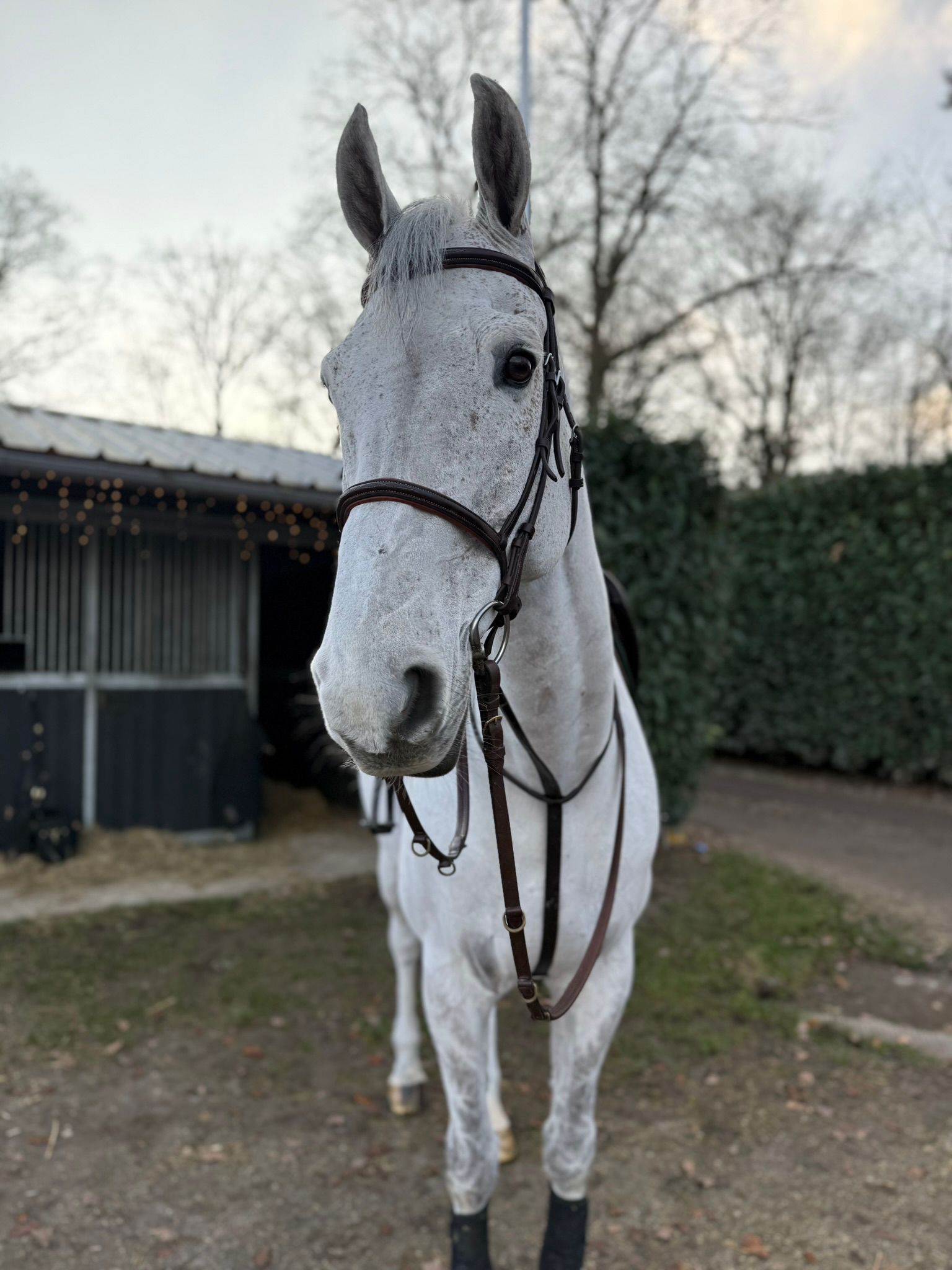 kwpn springpaard ruin 15 years old schimmel for sale - Photo 3