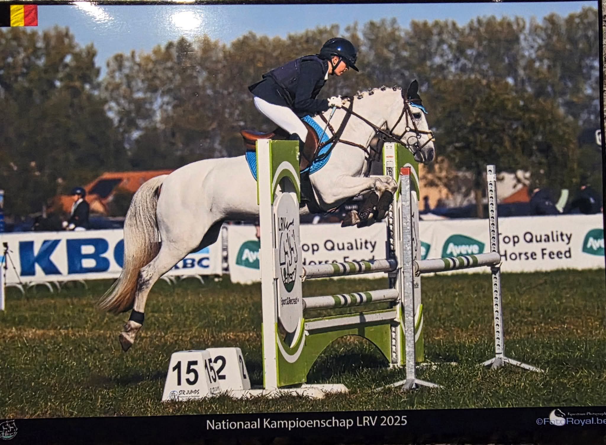 irish springpony merrie 11 years old schimmel for sale - Main photo