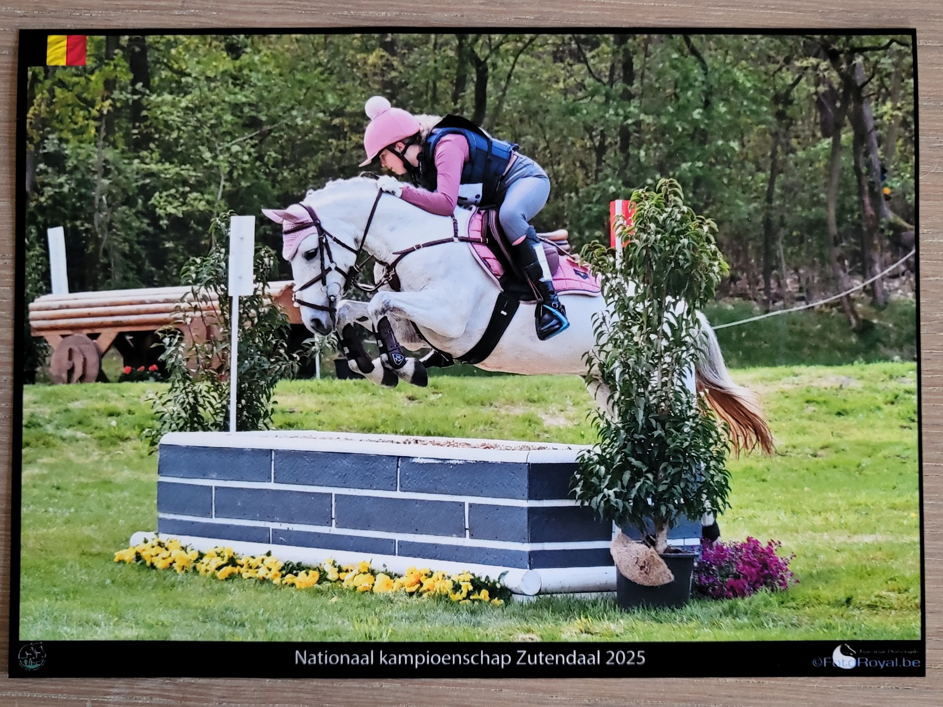 irish springpony merrie 11 years old schimmel for sale - Photo 2