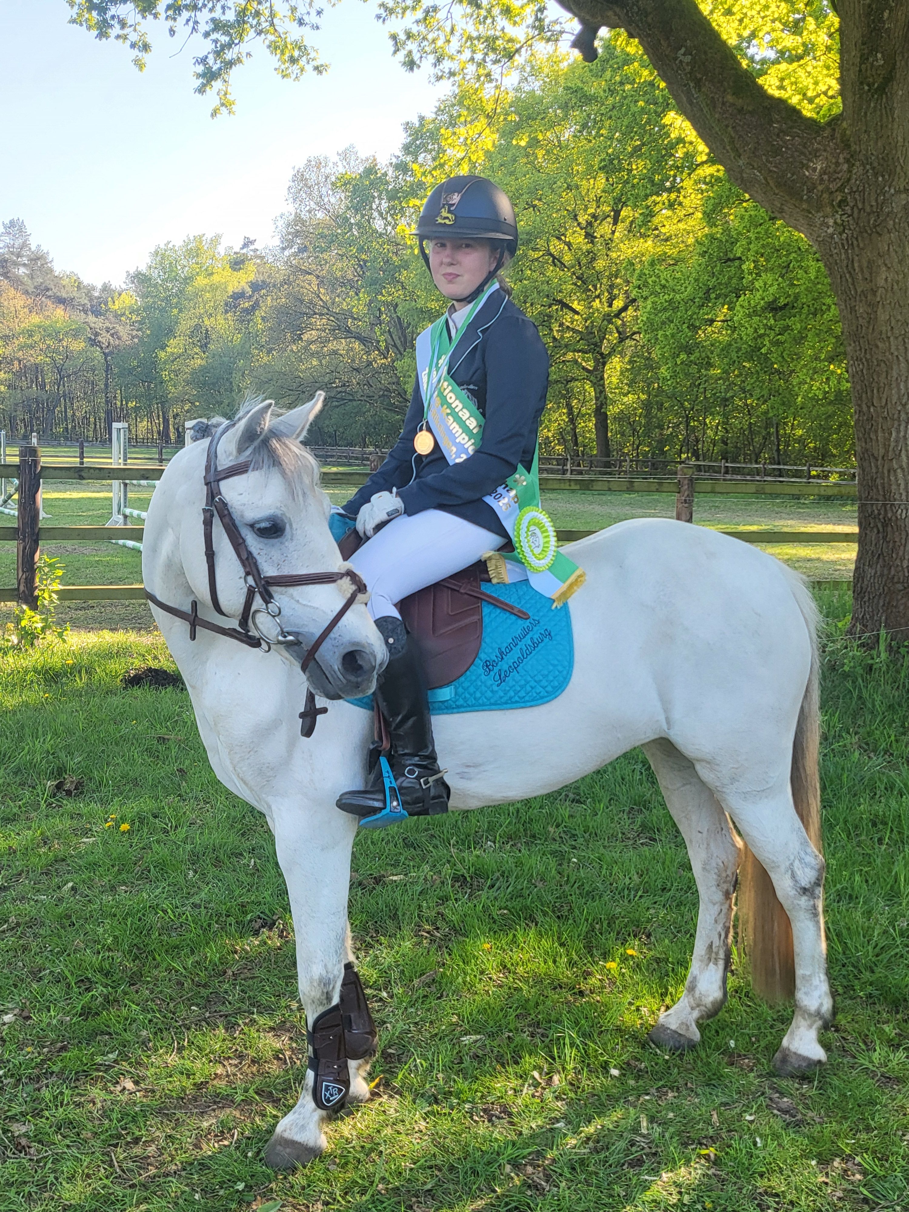 irish springpony merrie 11 years old schimmel for sale - Photo 3