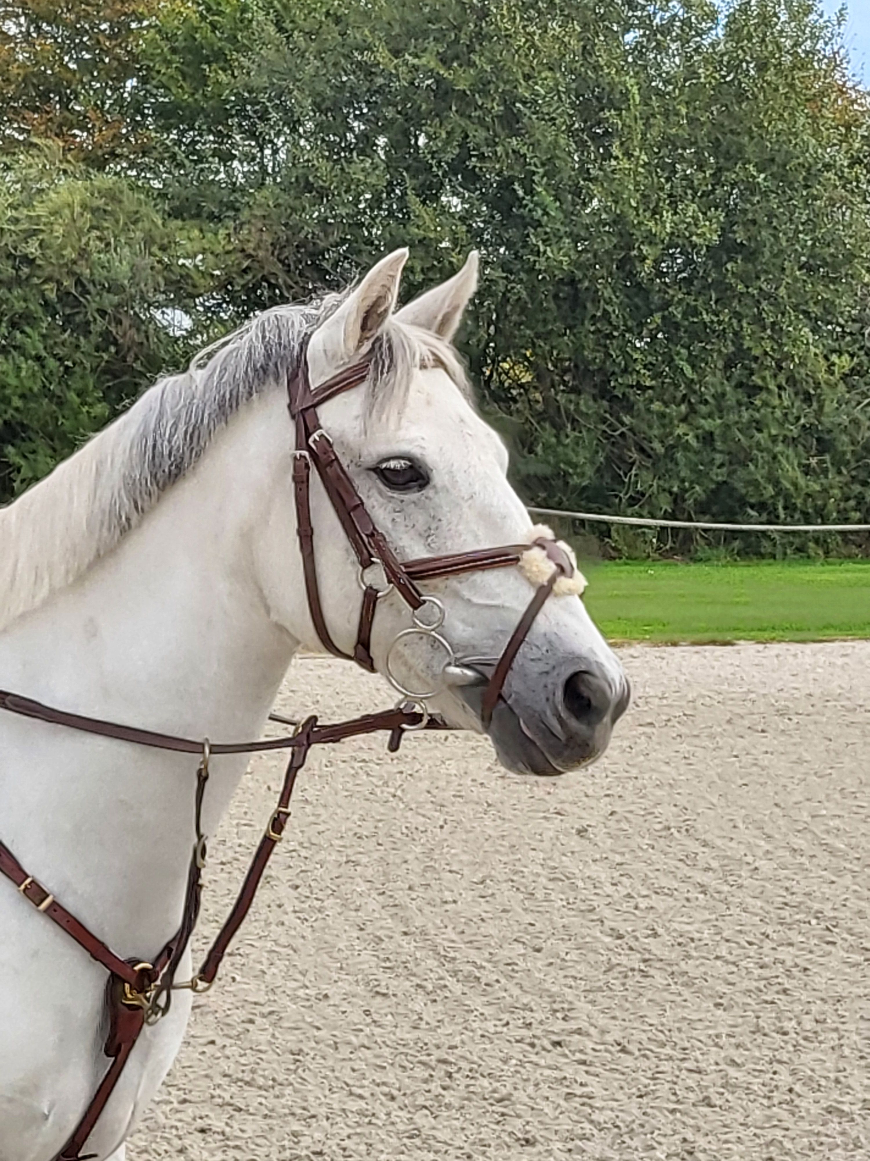 irish springpony merrie 11 years old schimmel for sale - Photo 6