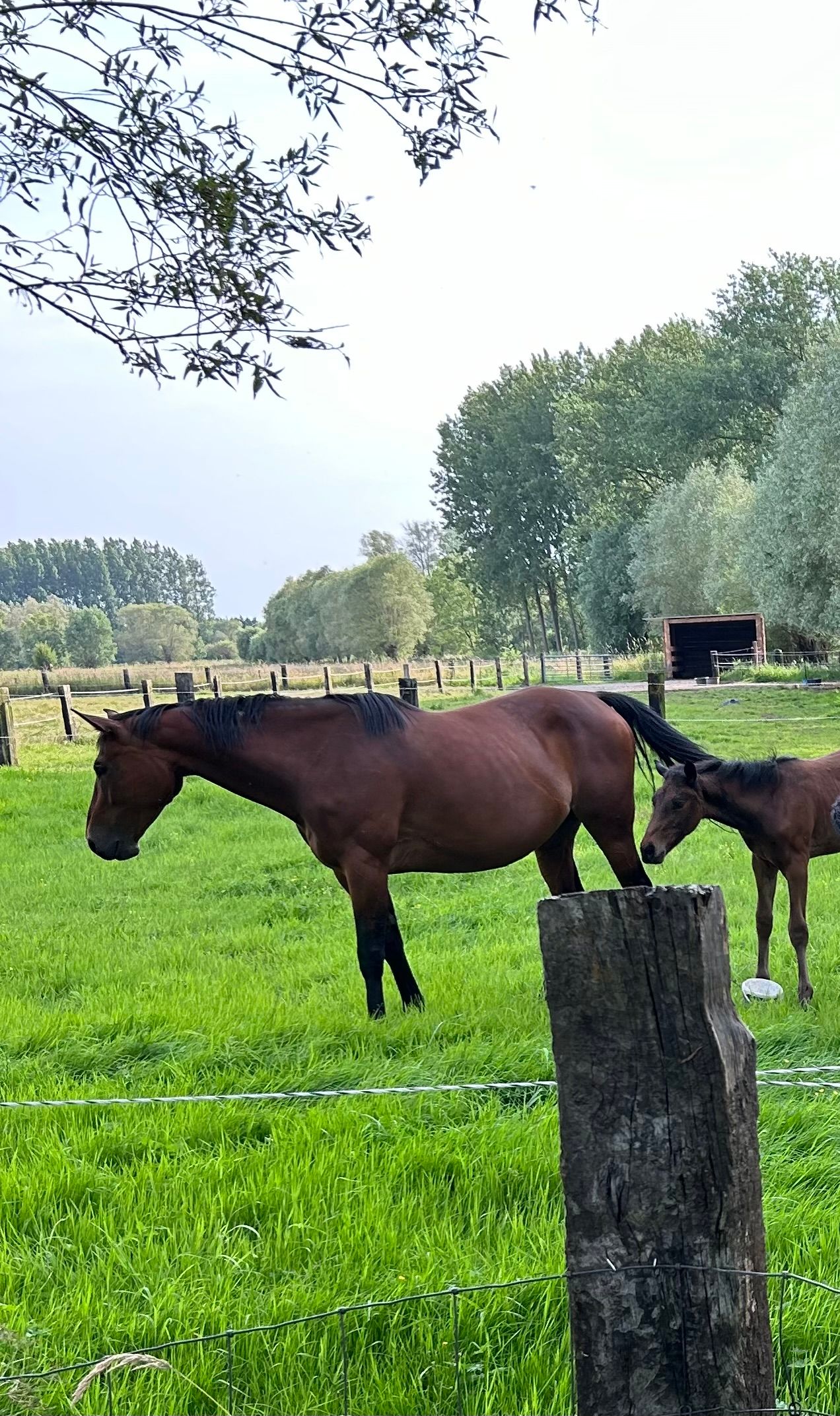 血統付き繁殖牝馬