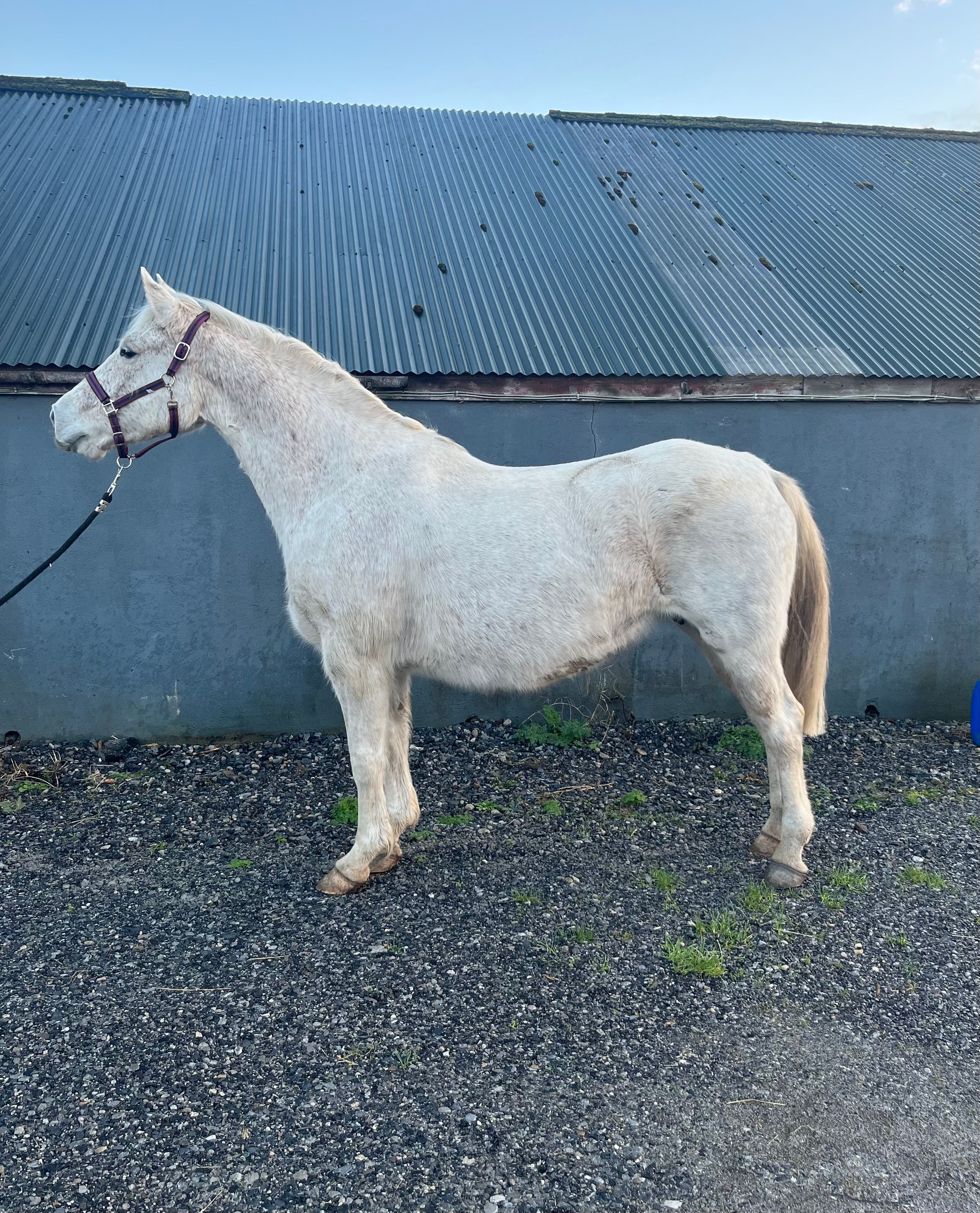 Registered Irish Draught Broodmare In Foal