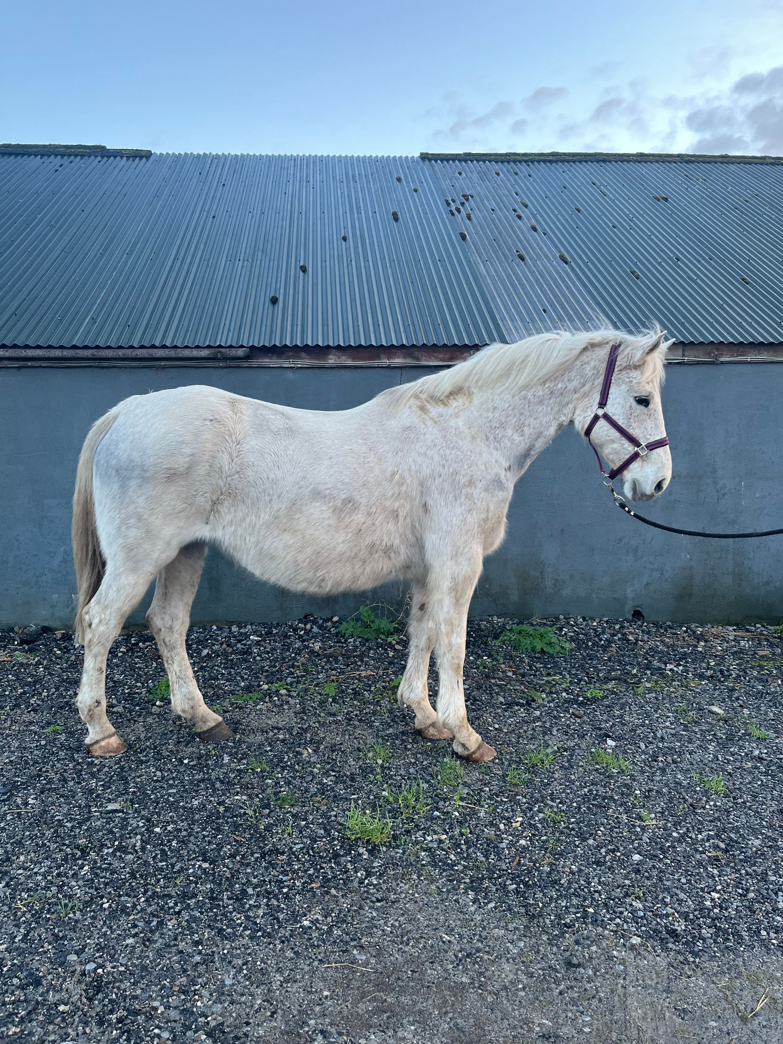 irish fokmerrie merrie 8 years old schimmel for sale - Photo 3