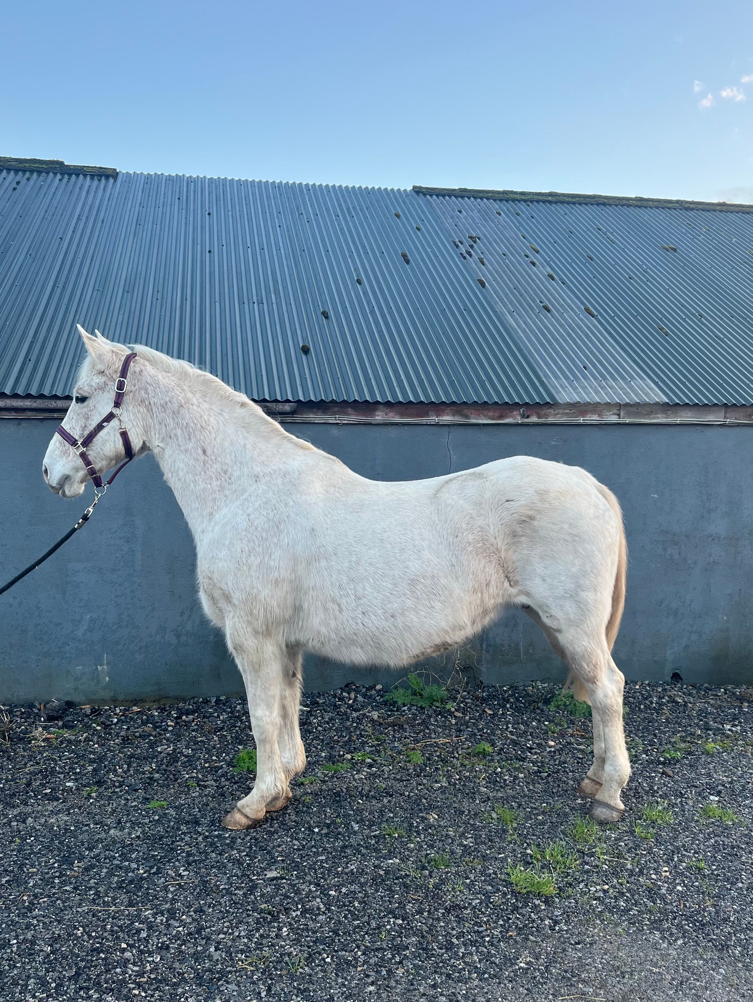 irish fokmerrie merrie 8 years old schimmel for sale - Photo 2