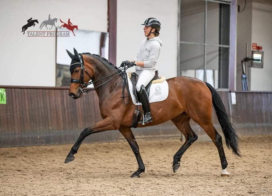 dressuurpaard merrie 12 years old for sale - Photo 2
