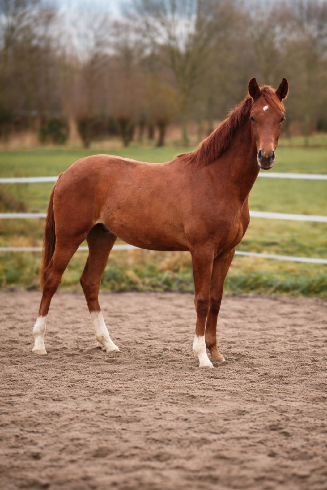 Dressage-bred yearling stallion – June 2025 – Chestnut Pitch Perfect x Johnson