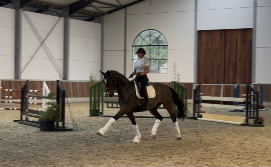 Magnifique 11 ans Belconi x don frederico