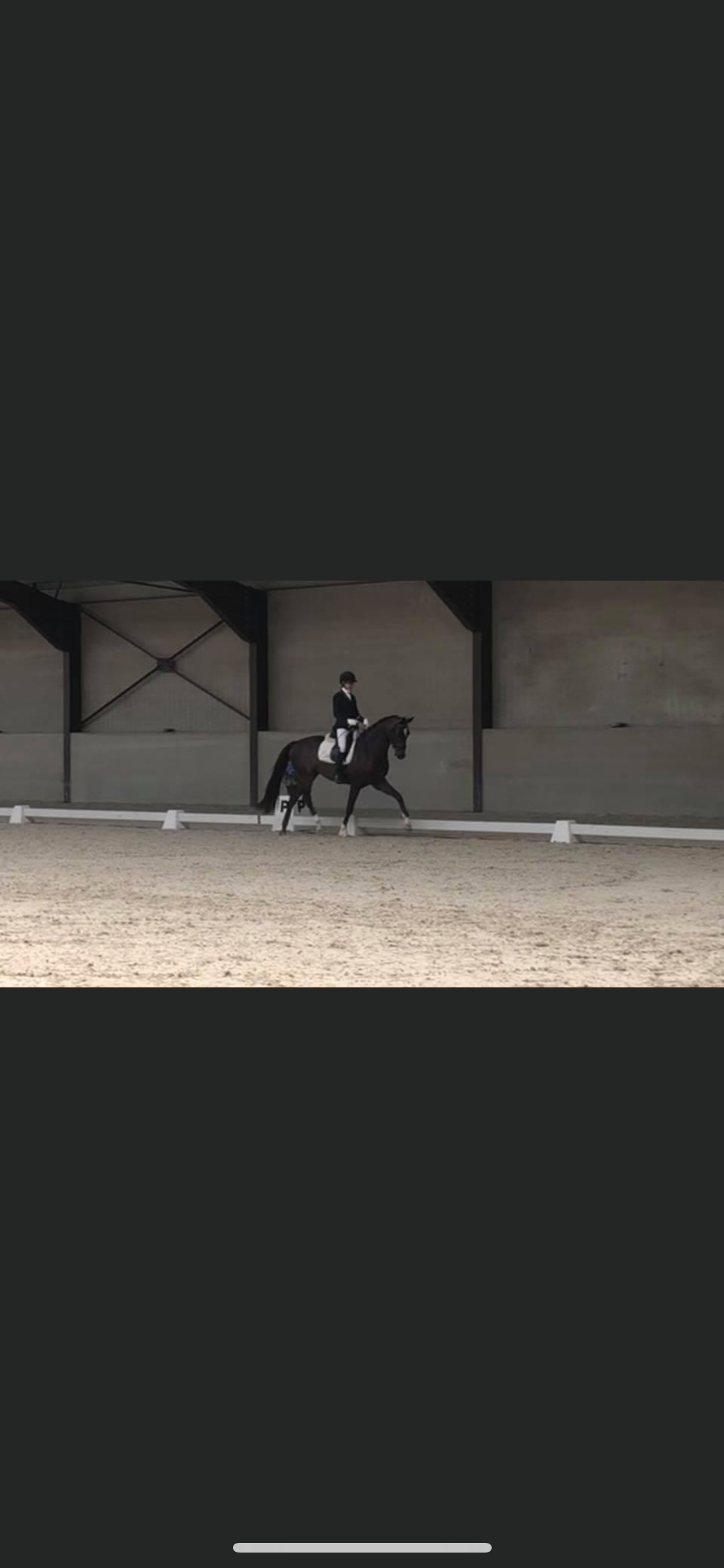 bwp dressuurpaard ruin 11 år donkerbruin till salu - Foto 2