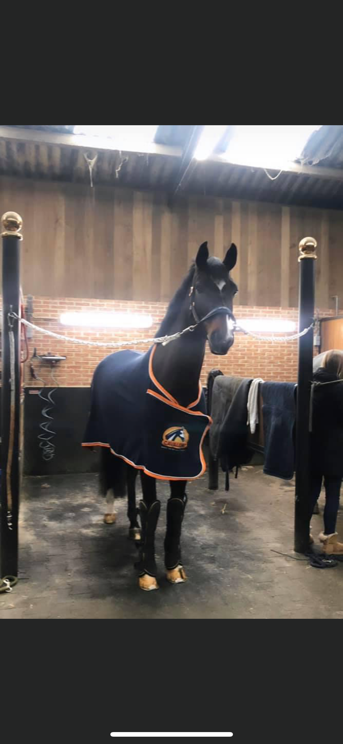 bwp dressuurpaard ruin 11 år donkerbruin till salu - Foto 3
