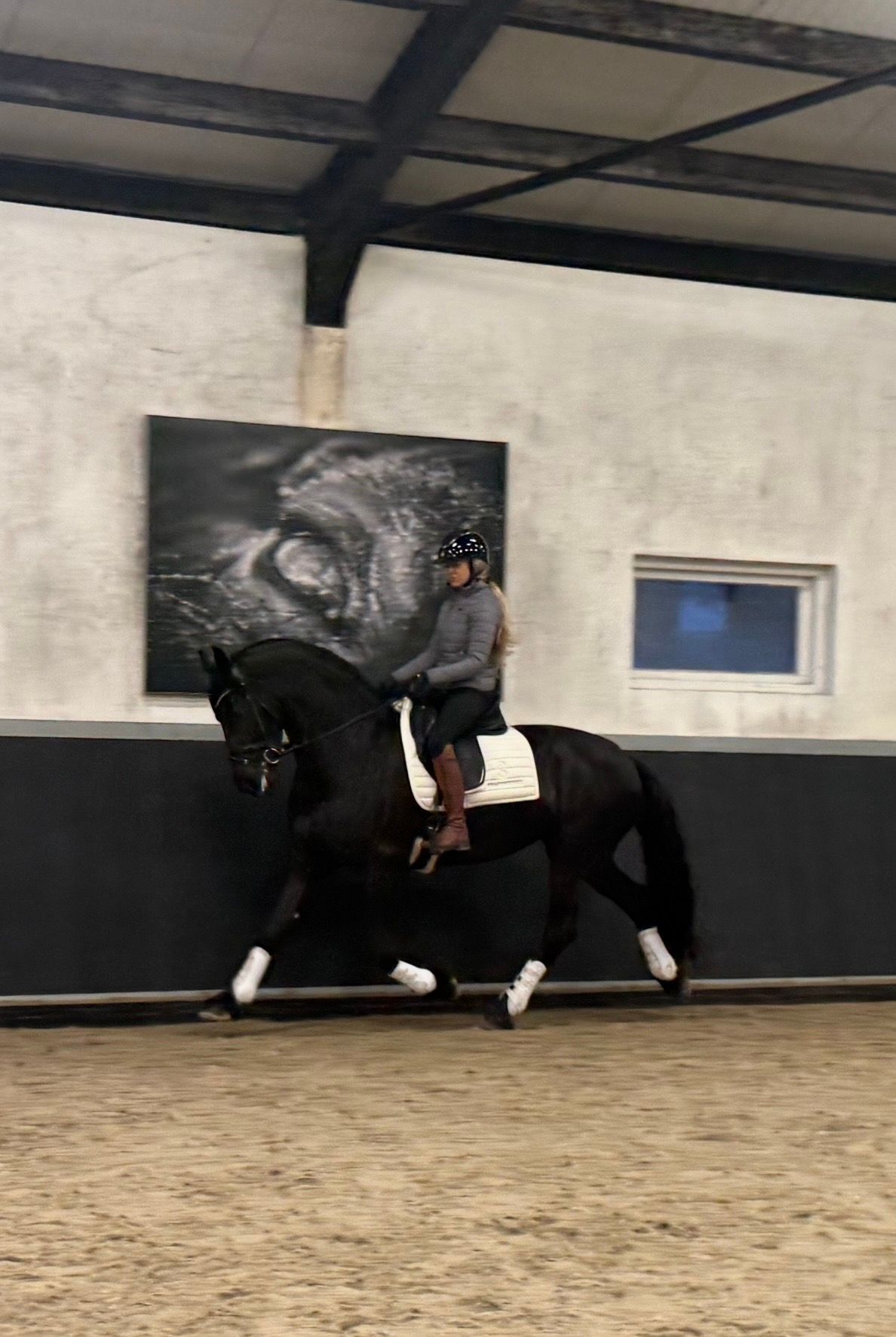 allround-fries merrie 5 years old zwart for sale - Photo 2
