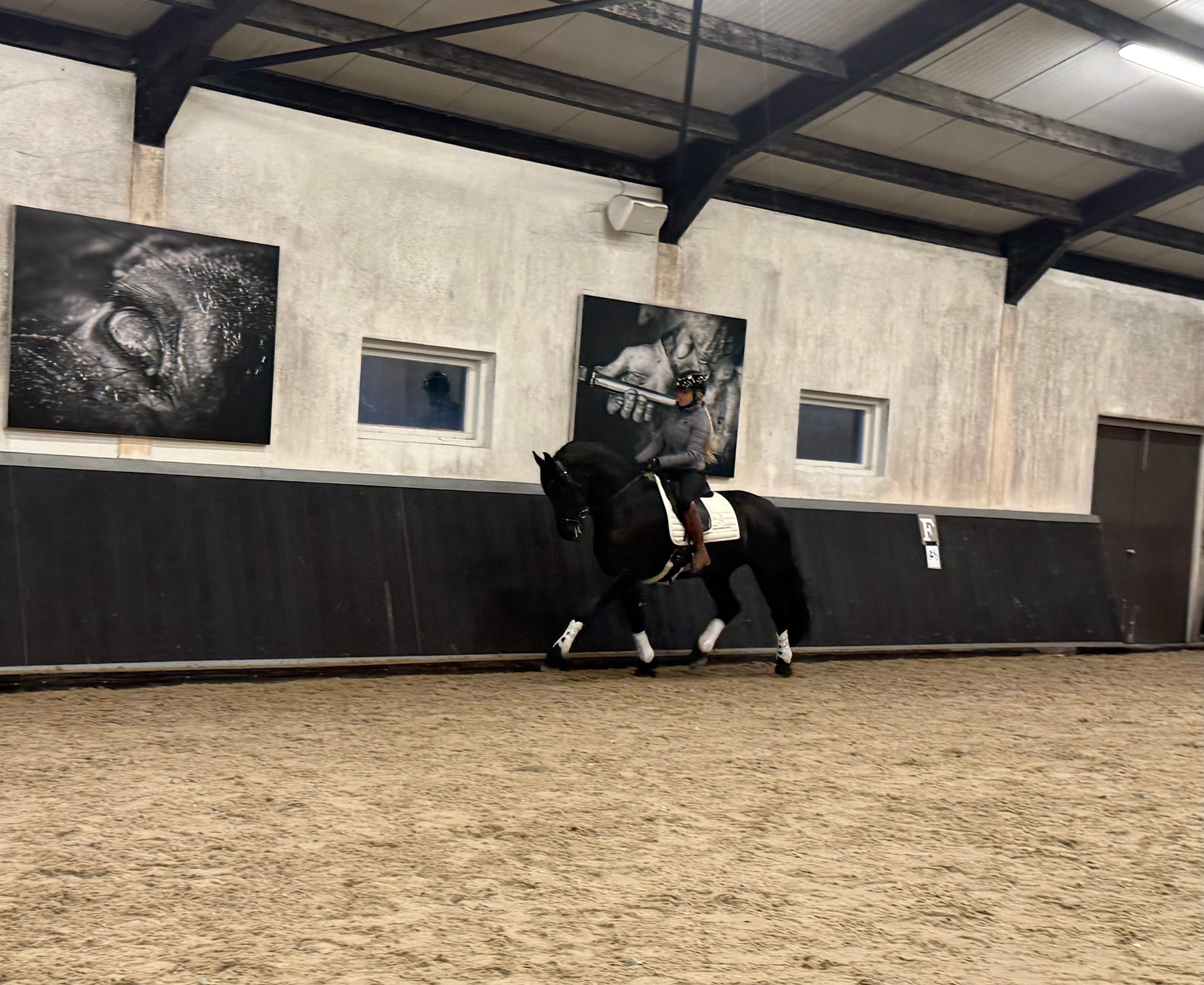 allround-fries merrie 5 years old zwart for sale - Photo 6