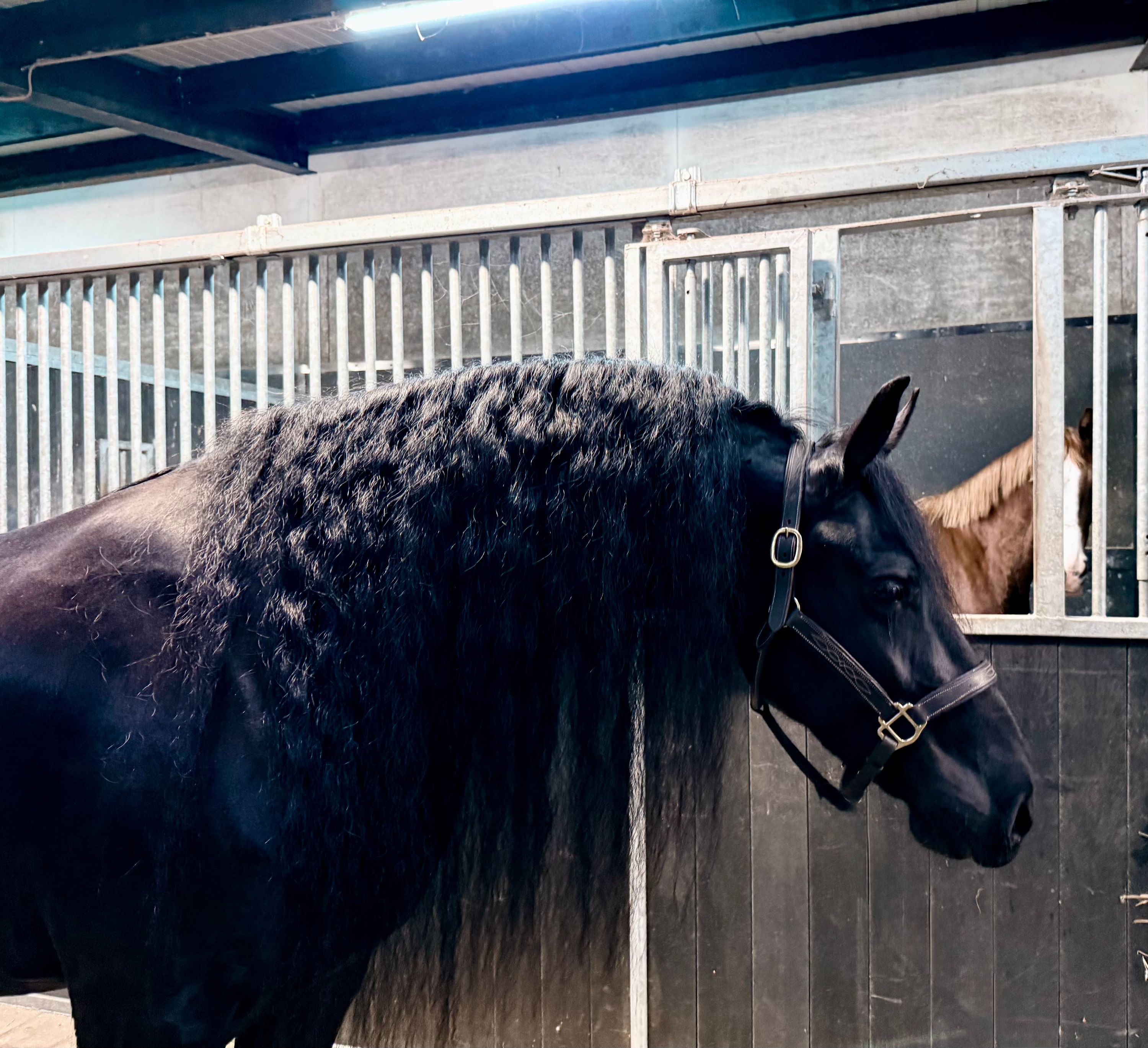allround-fries merrie 5 years old zwart for sale - Main photo